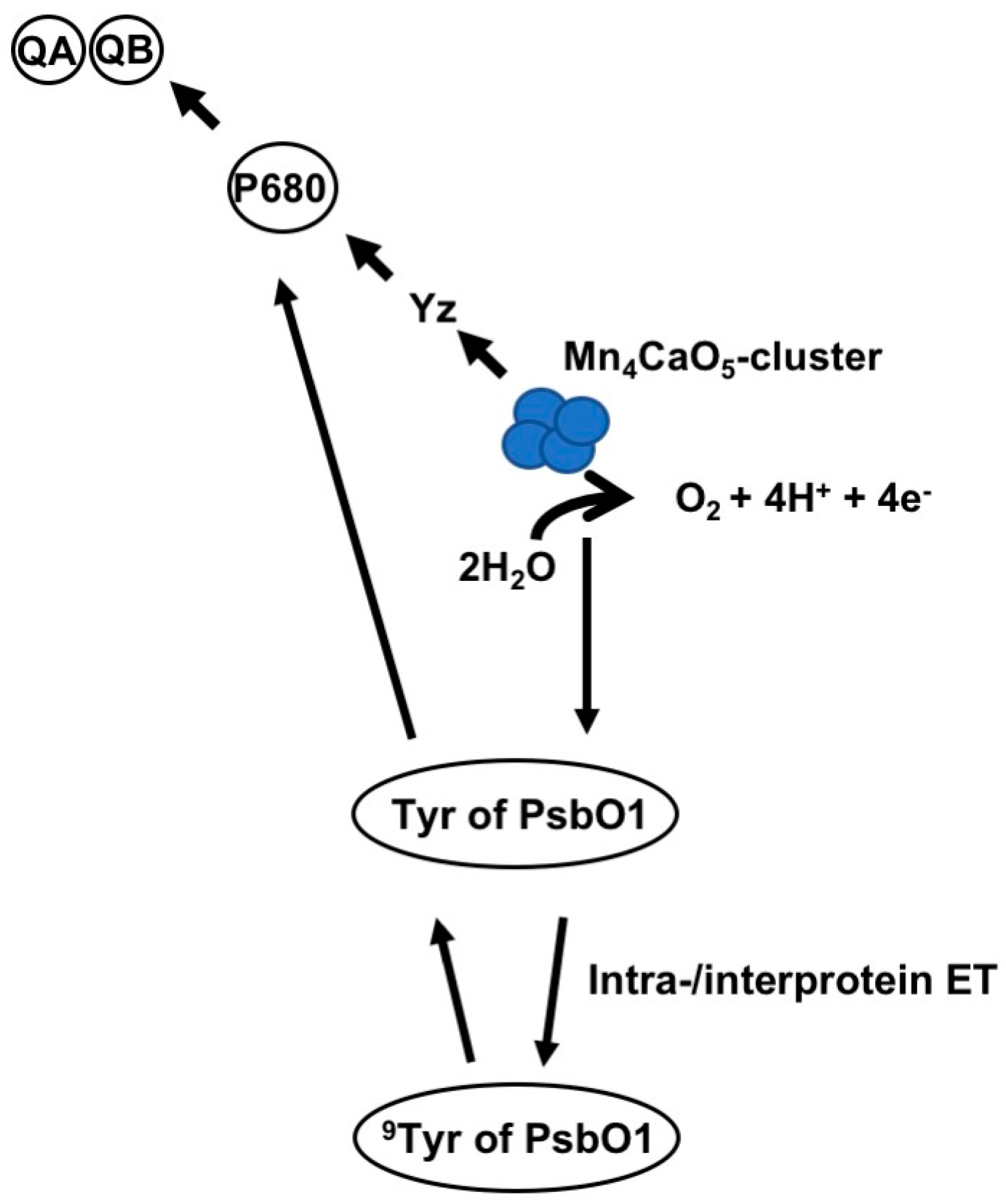 Plants 08 00198 g008
