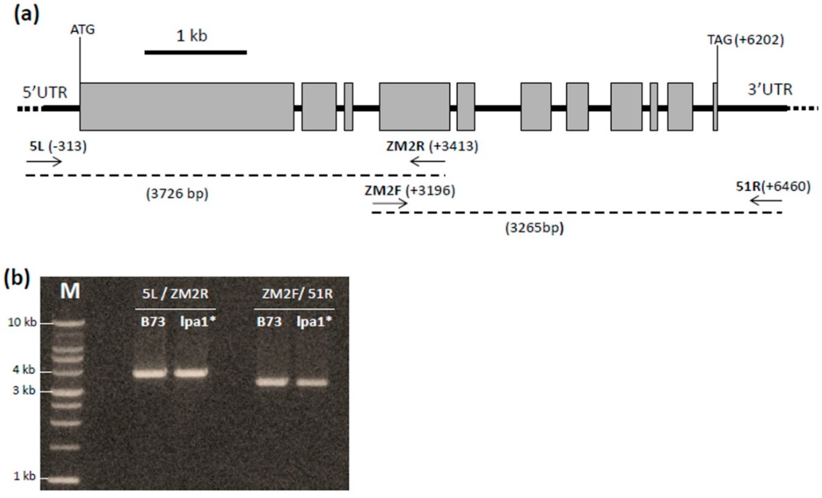 Plants 08 00209 g005