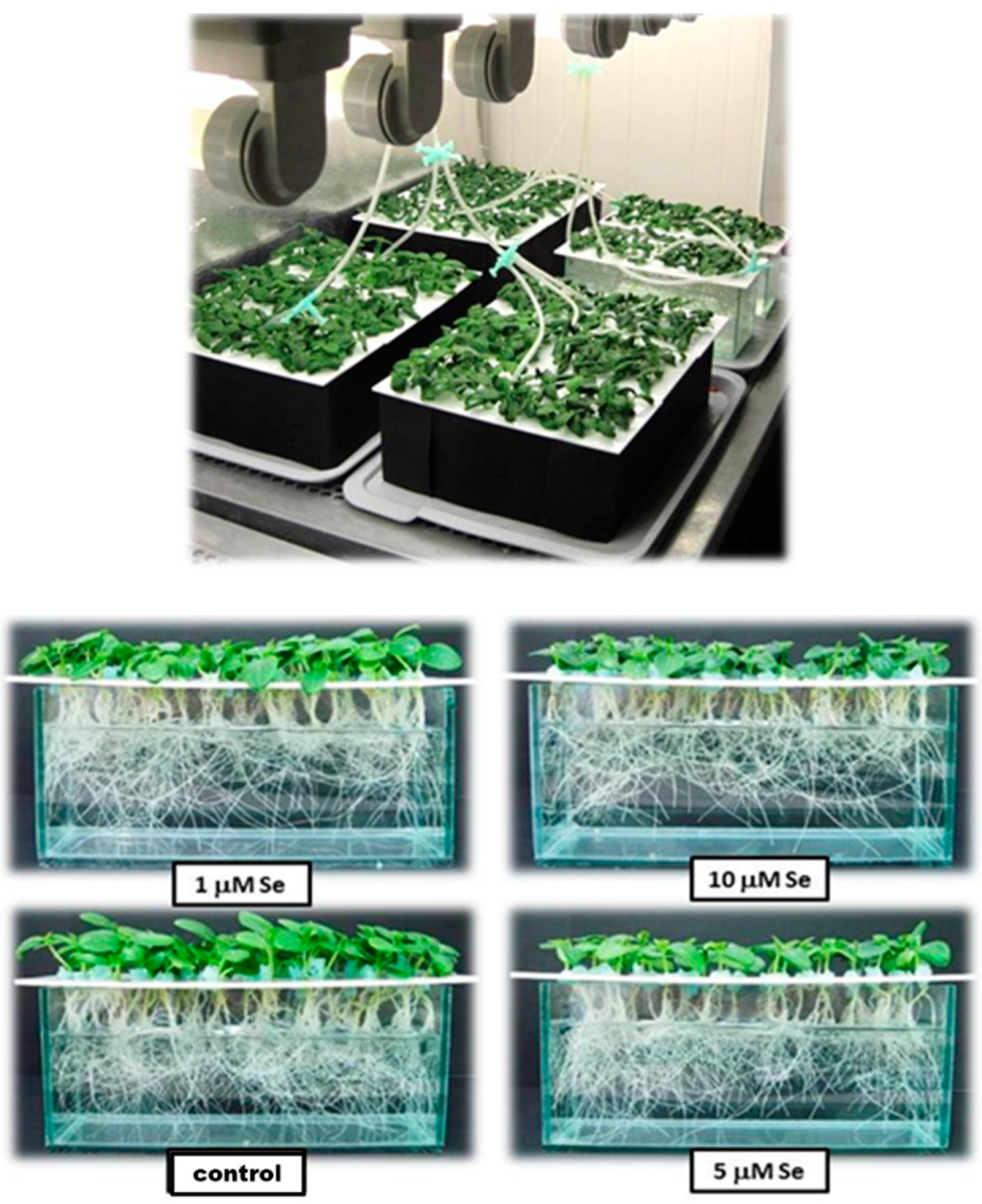 Plants 08 00217 g011