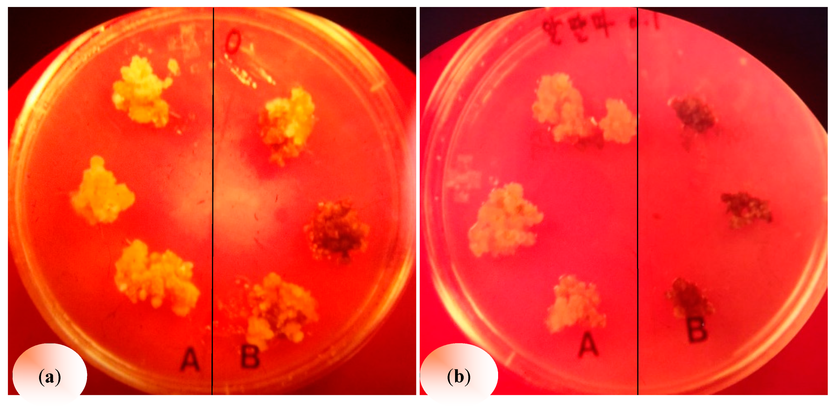 Plants 08 00233 g001