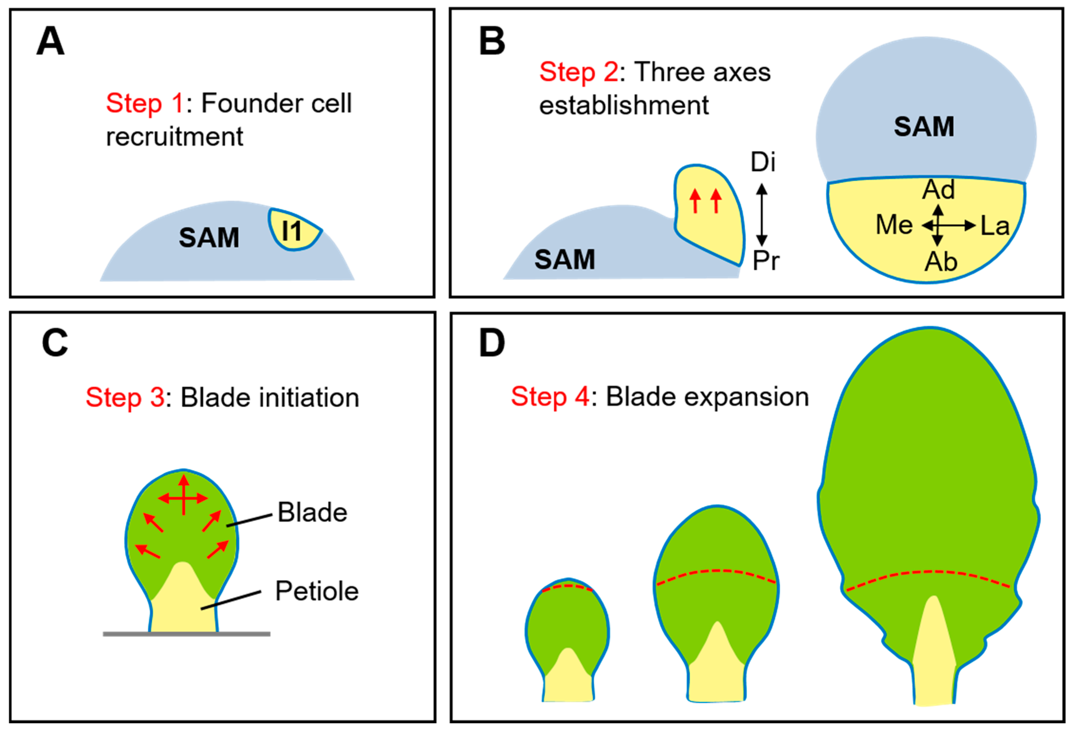 Plants 08 00243 g001
