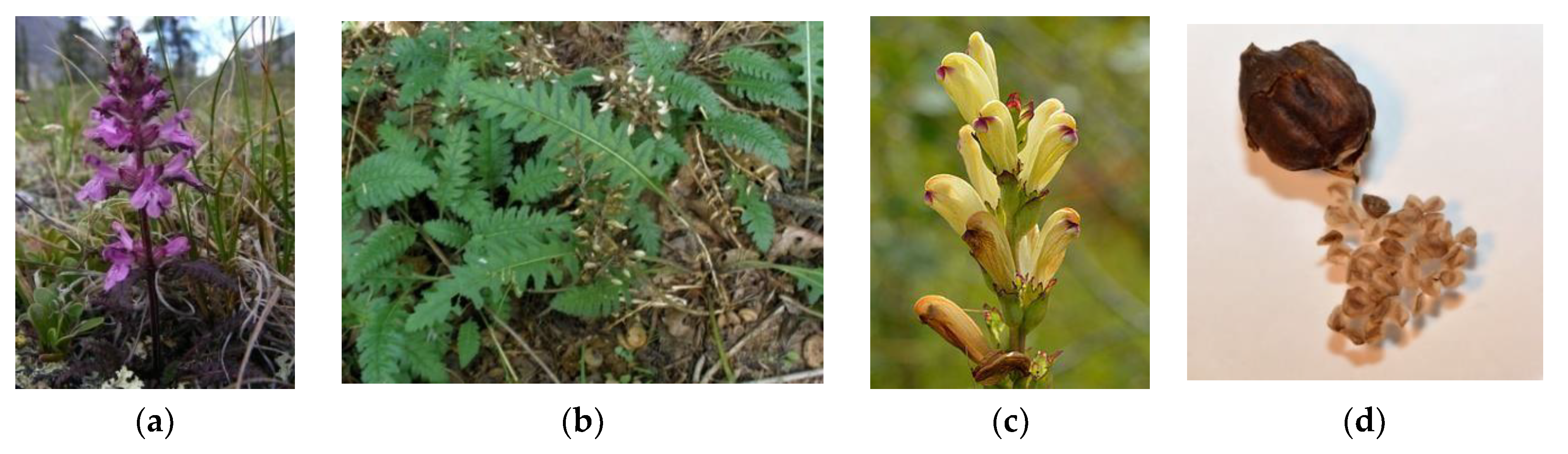 Plants 08 00306 g001