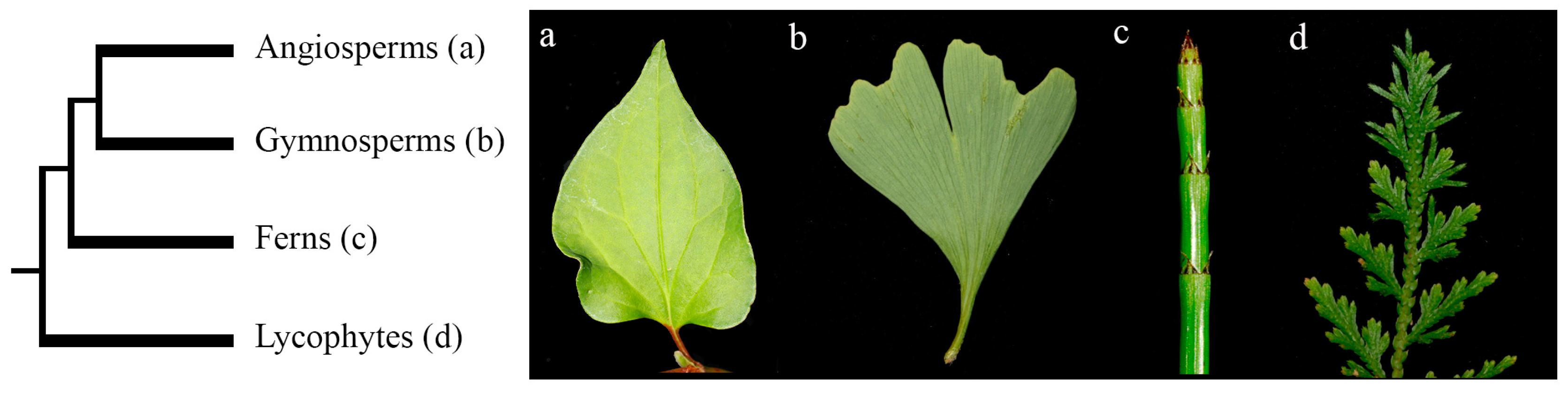 Plants 08 00313 g001