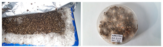 Plants 08 00316 g0a4