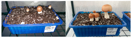 Plants 08 00316 g0a7