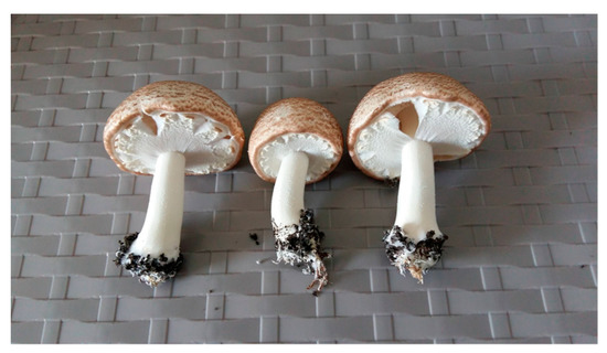 Plants 08 00316 g0a8