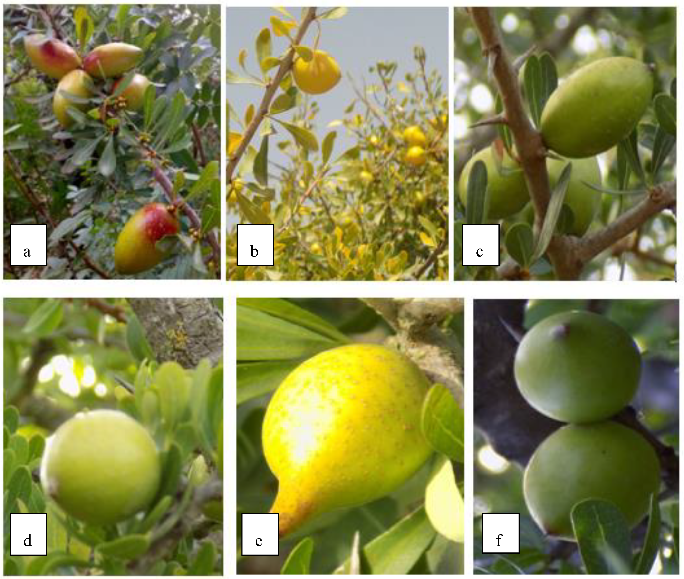 Plants 08 00319 g001