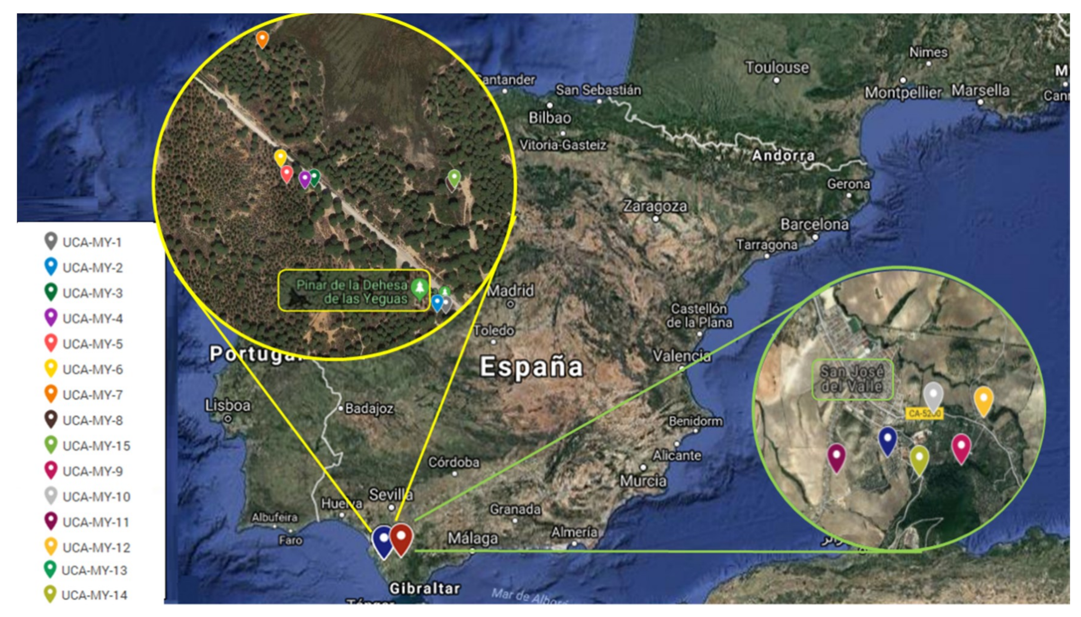 Plants 08 00328 g004