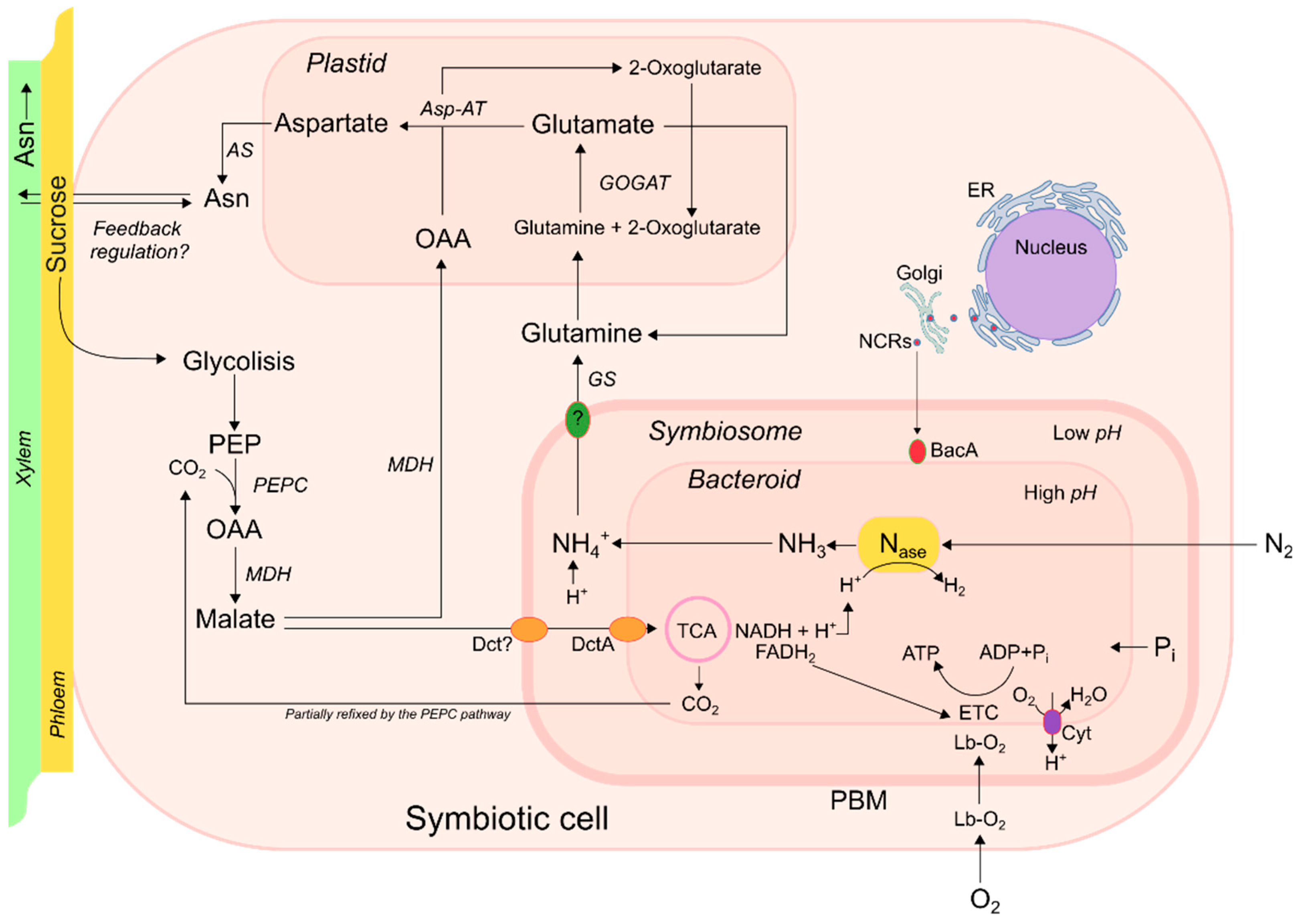 Plants 08 00333 g001