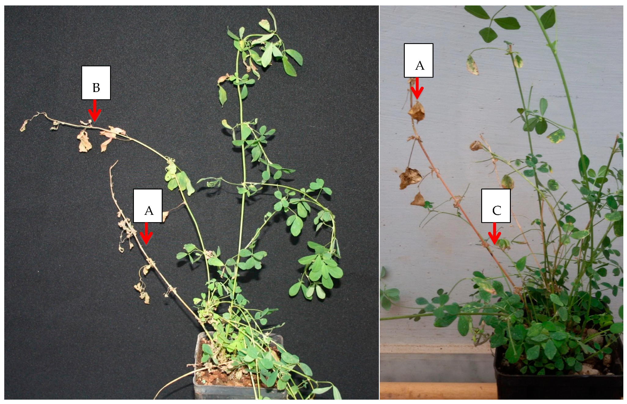 Plants 08 00335 g001