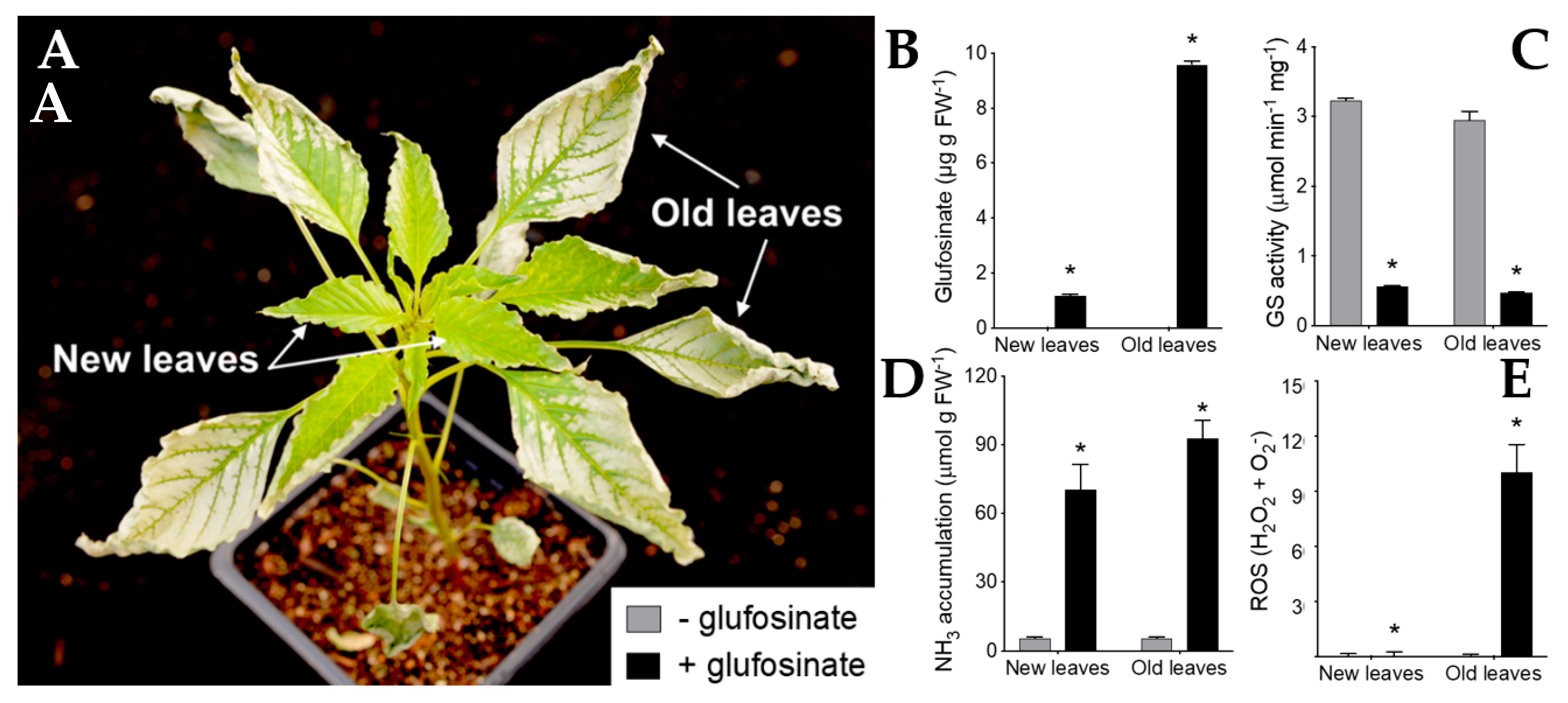Plants 08 00341 g014