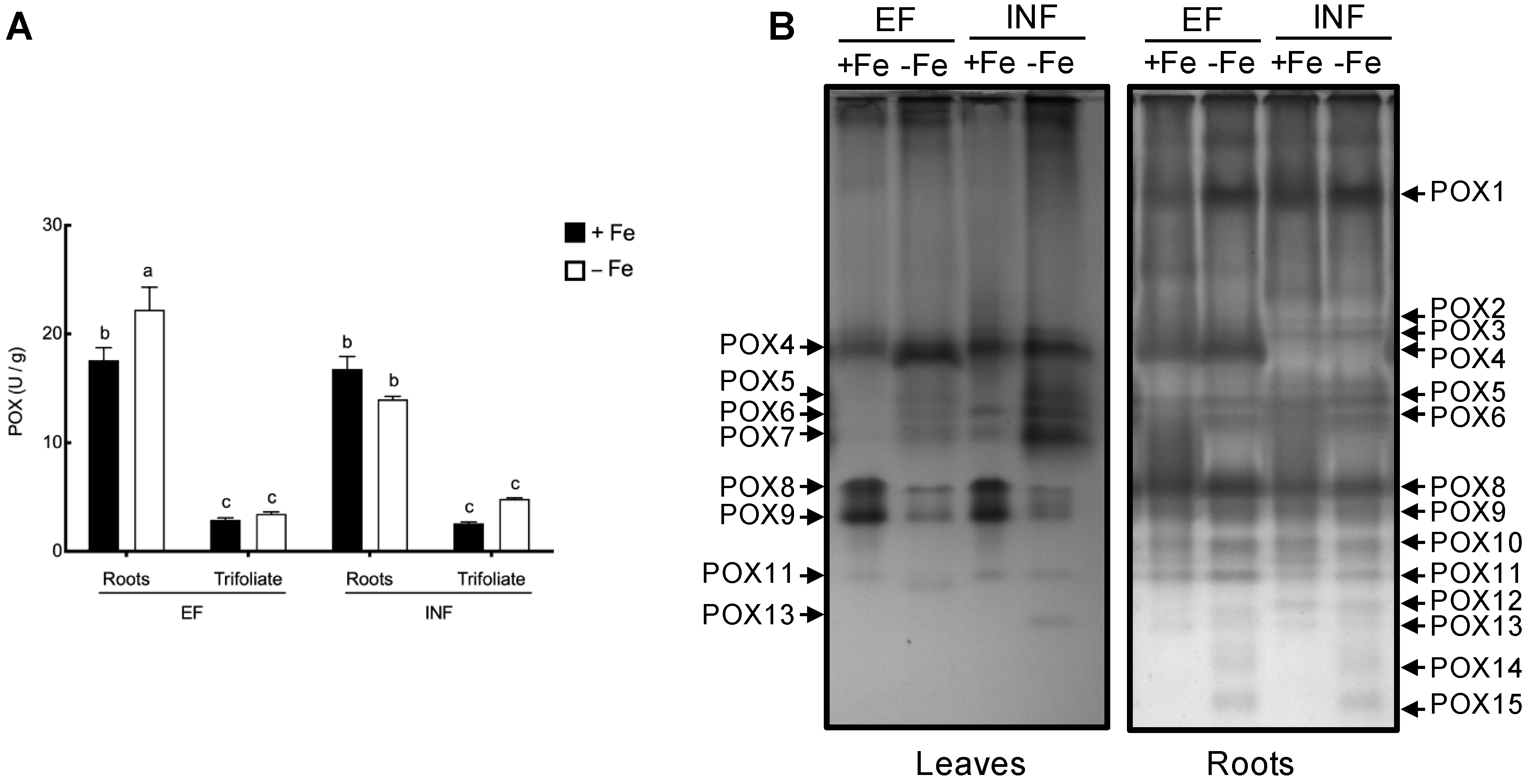 Plants 08 00348 g008