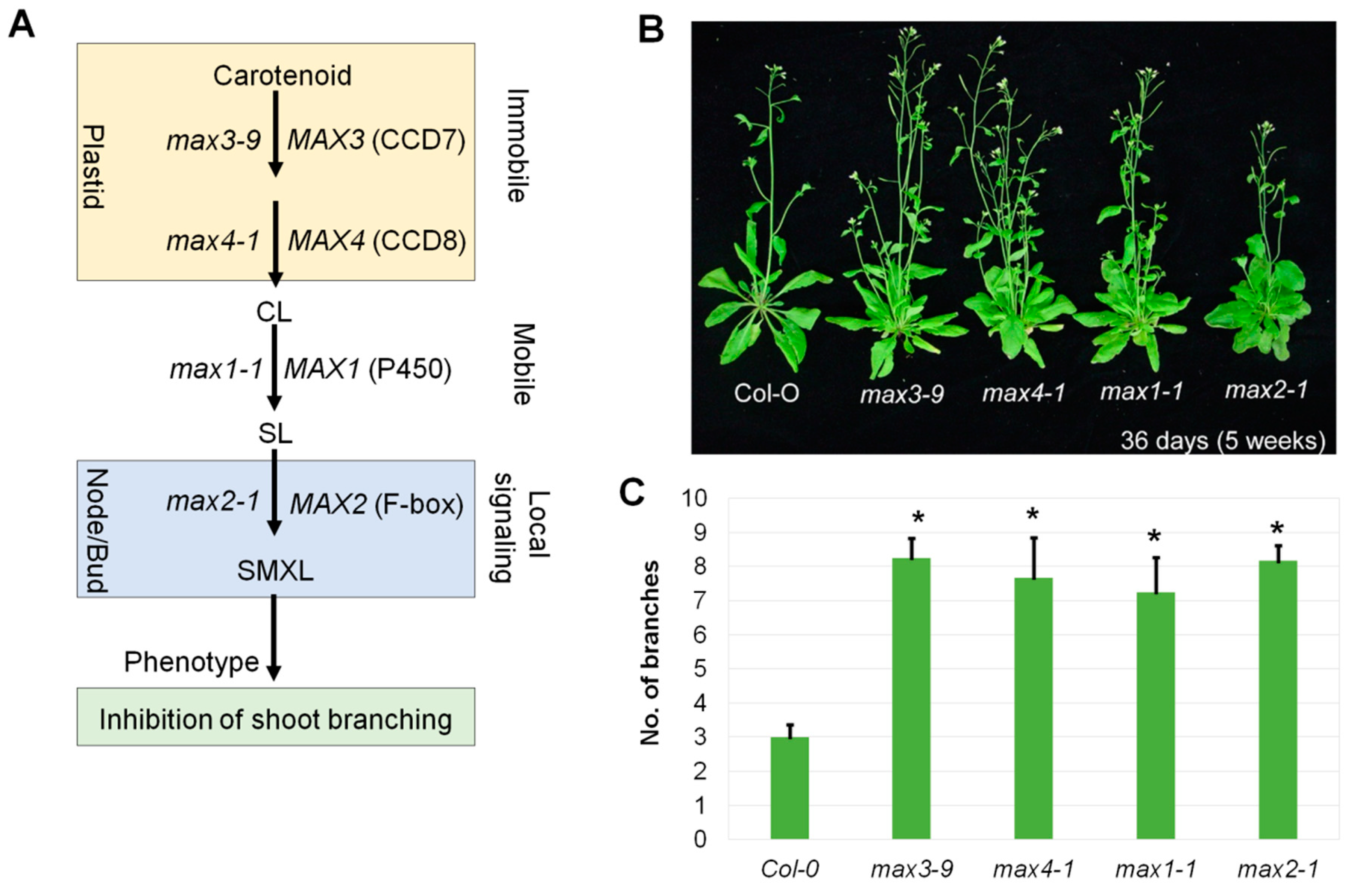 Plants 08 00352 g001