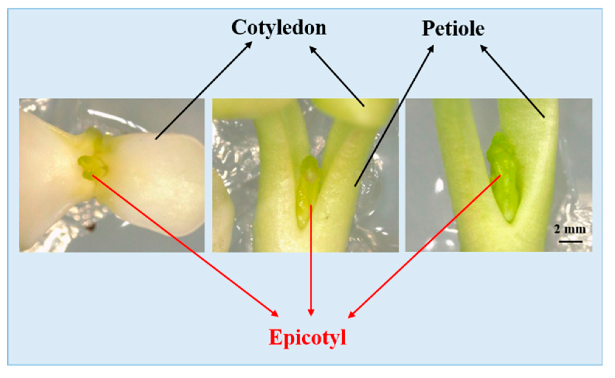 Plants 08 00356 g001 Plants 08 00356 g001