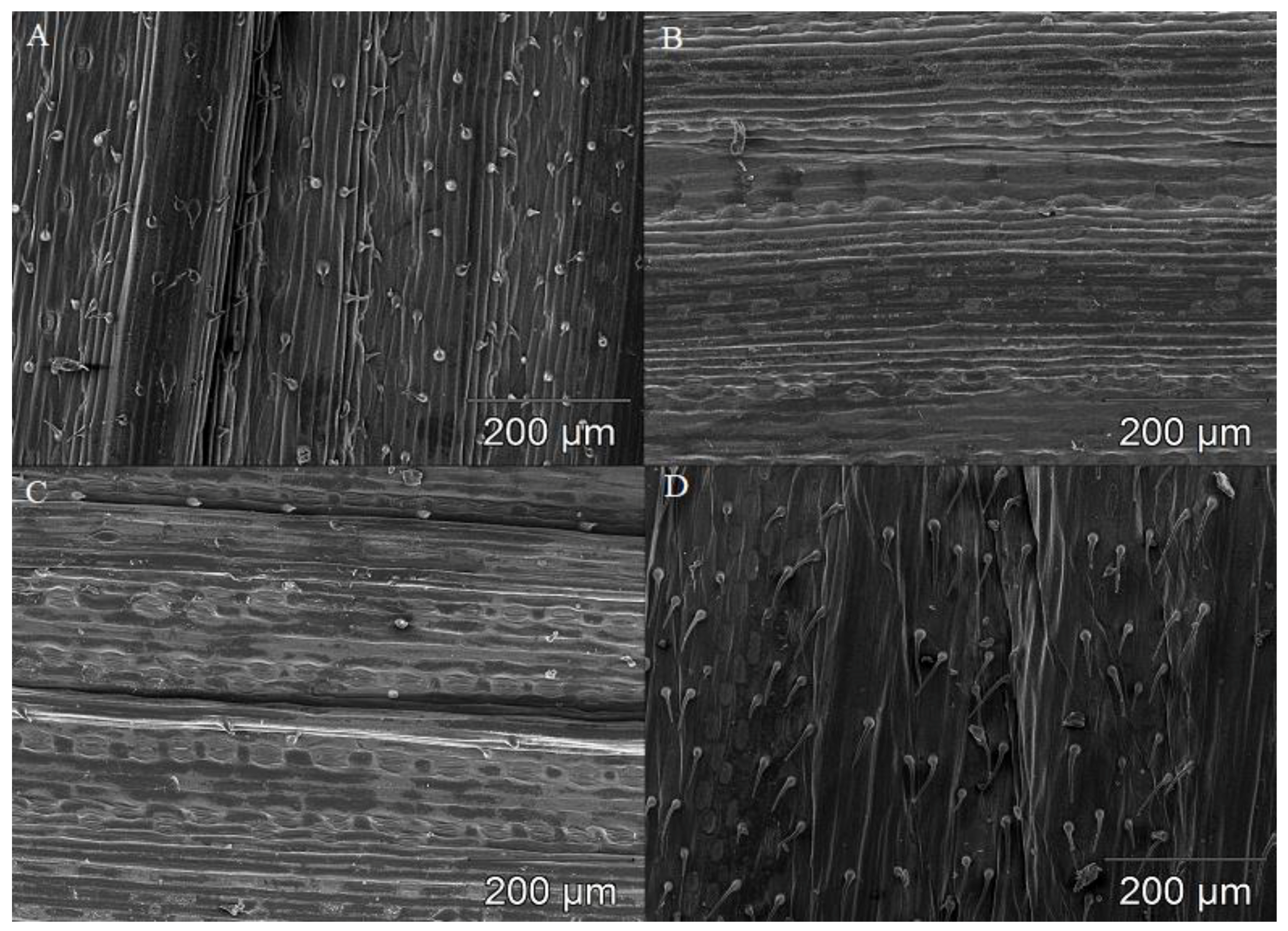 Plants 08 00360 g001