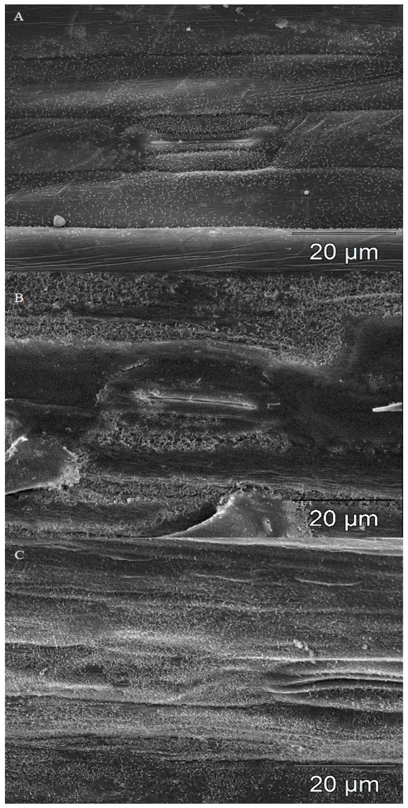 Plants 08 00360 g002