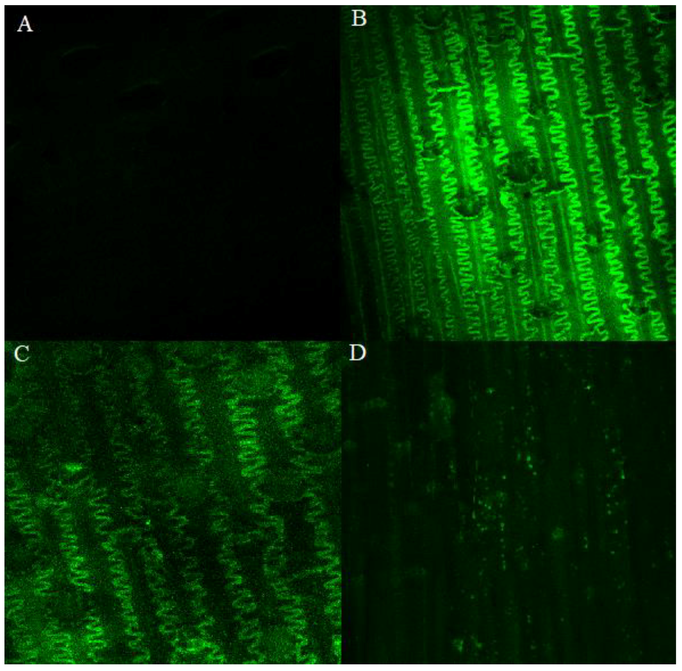 Plants 08 00360 g004