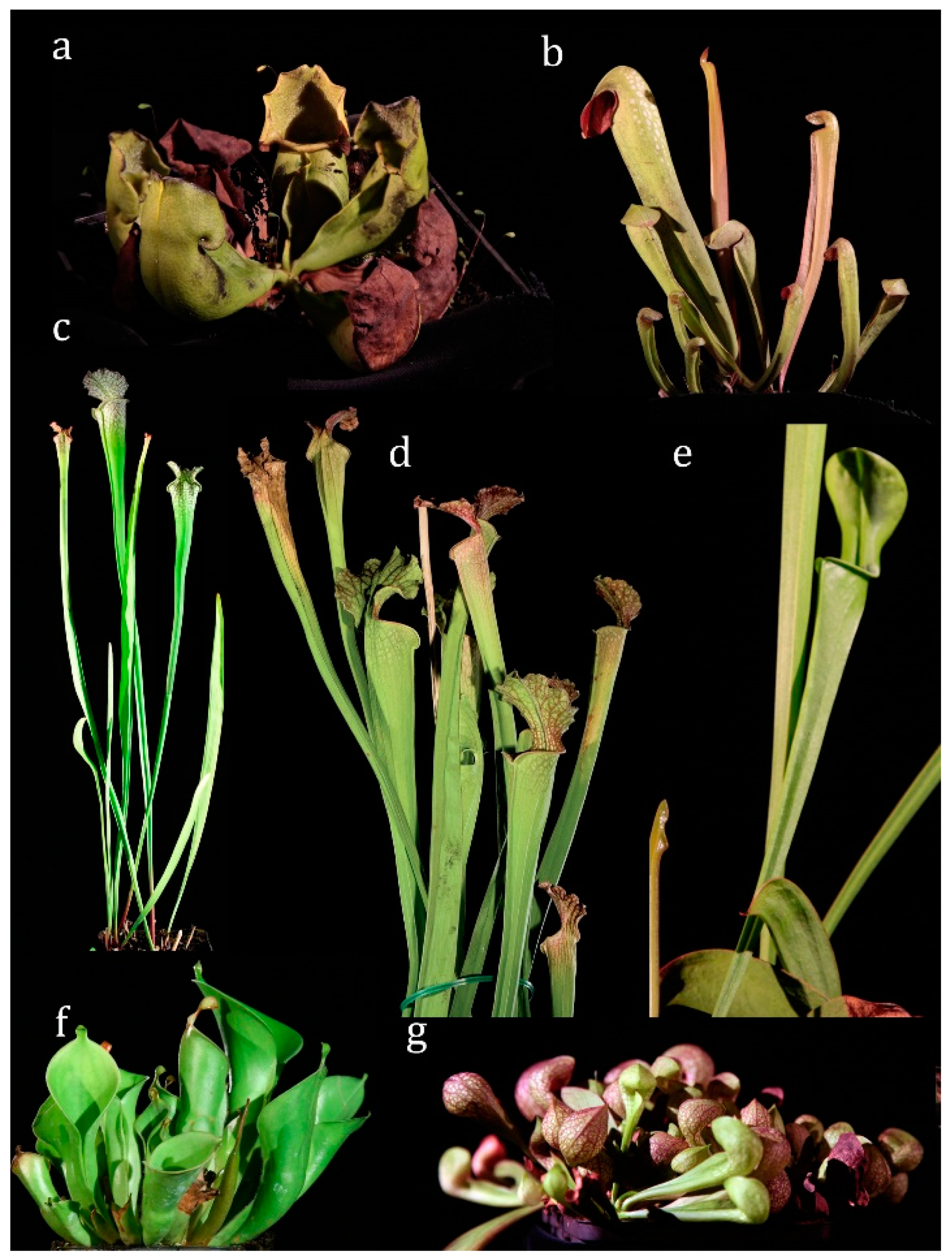 Plants 08 00367 g001