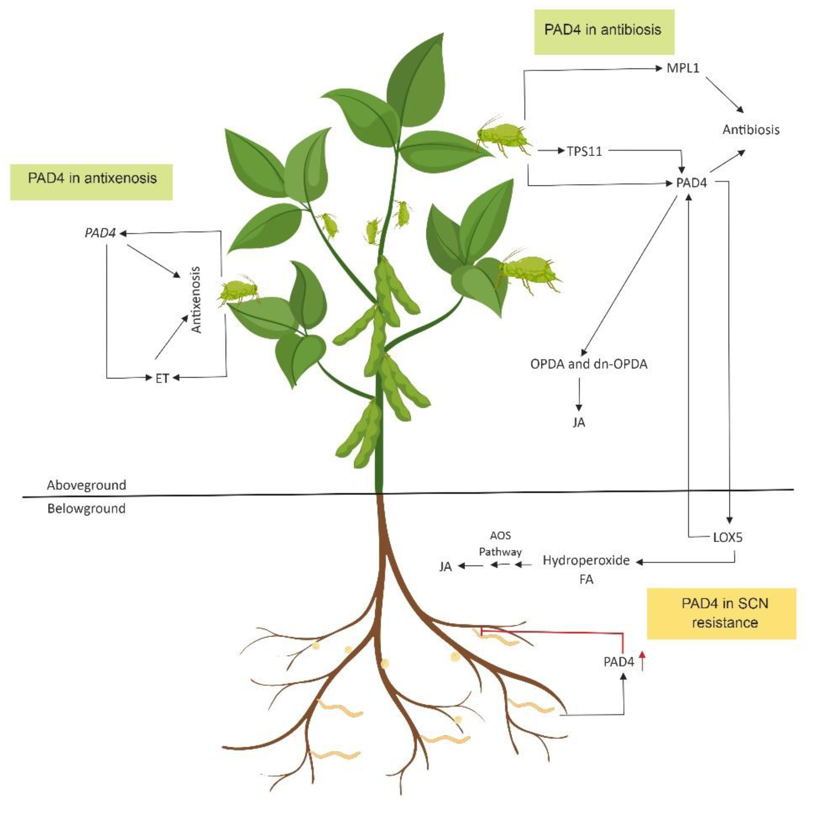 Plants 08 00374 g004