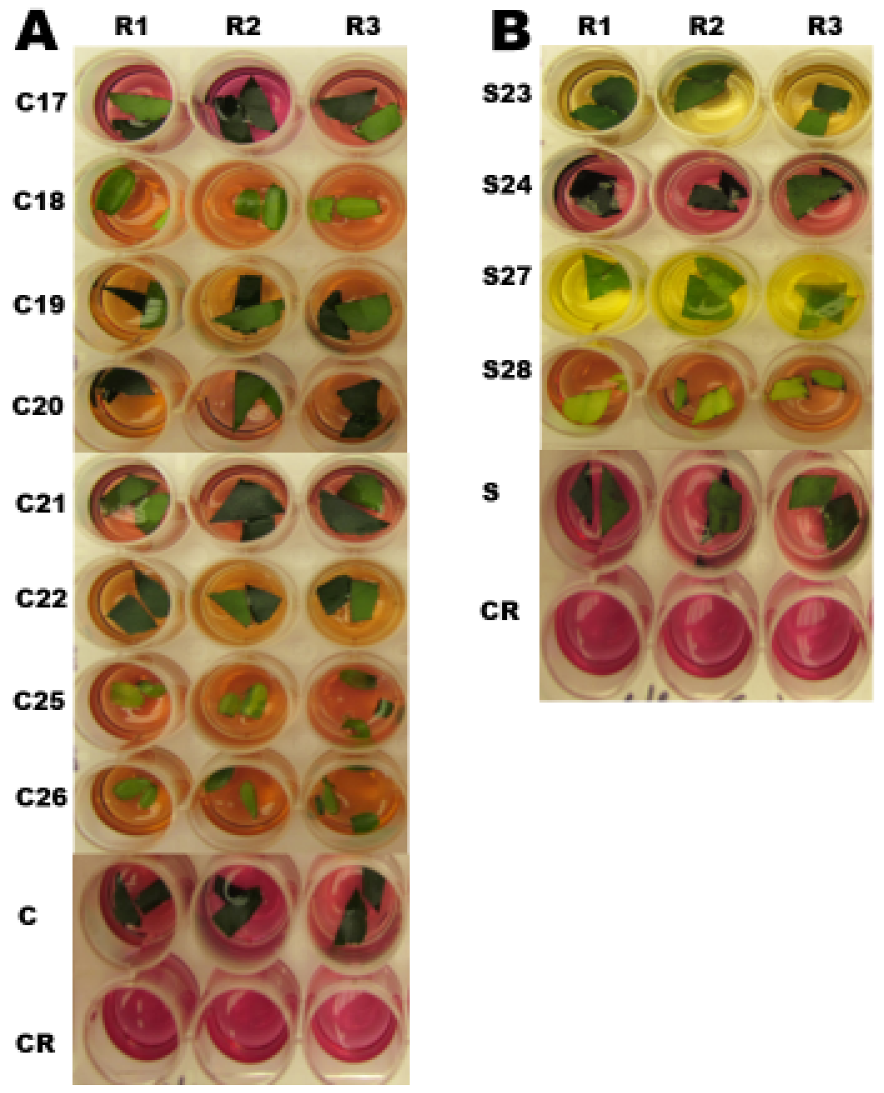 Plants 08 00390 g004