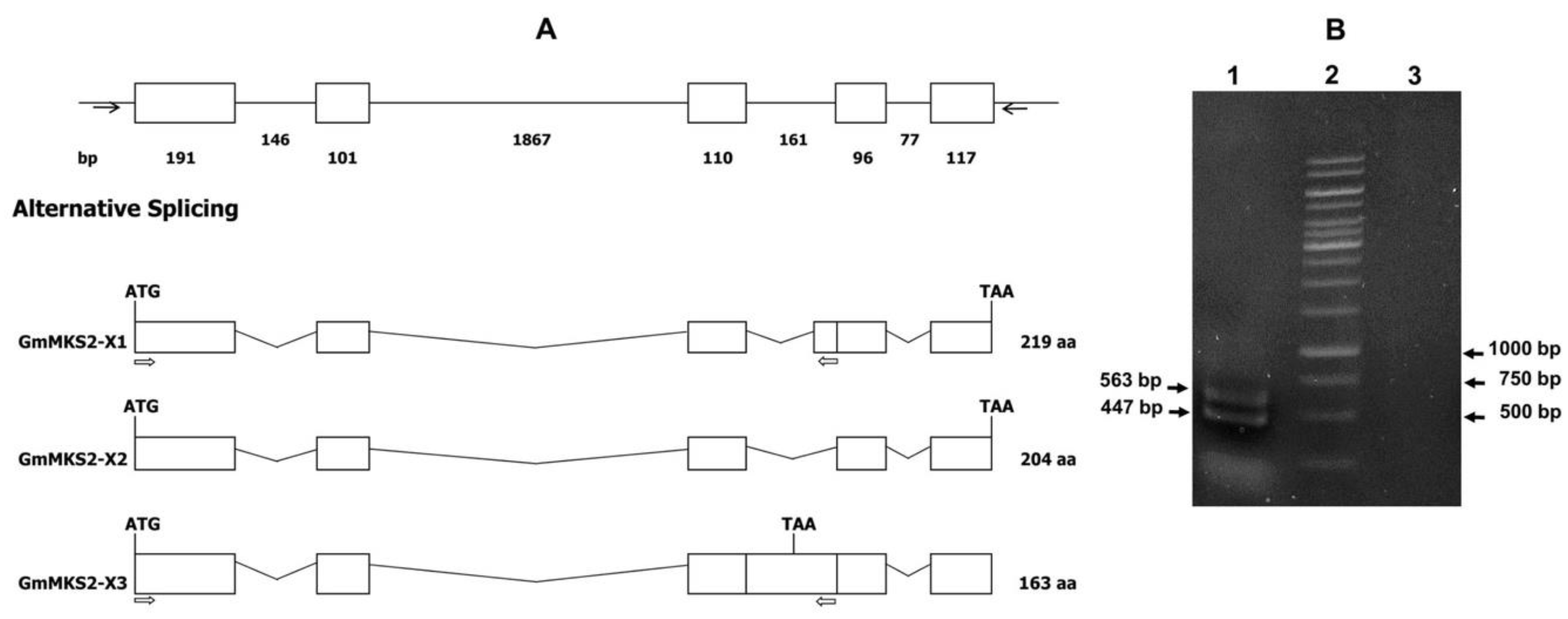 Plants 08 00397 g001