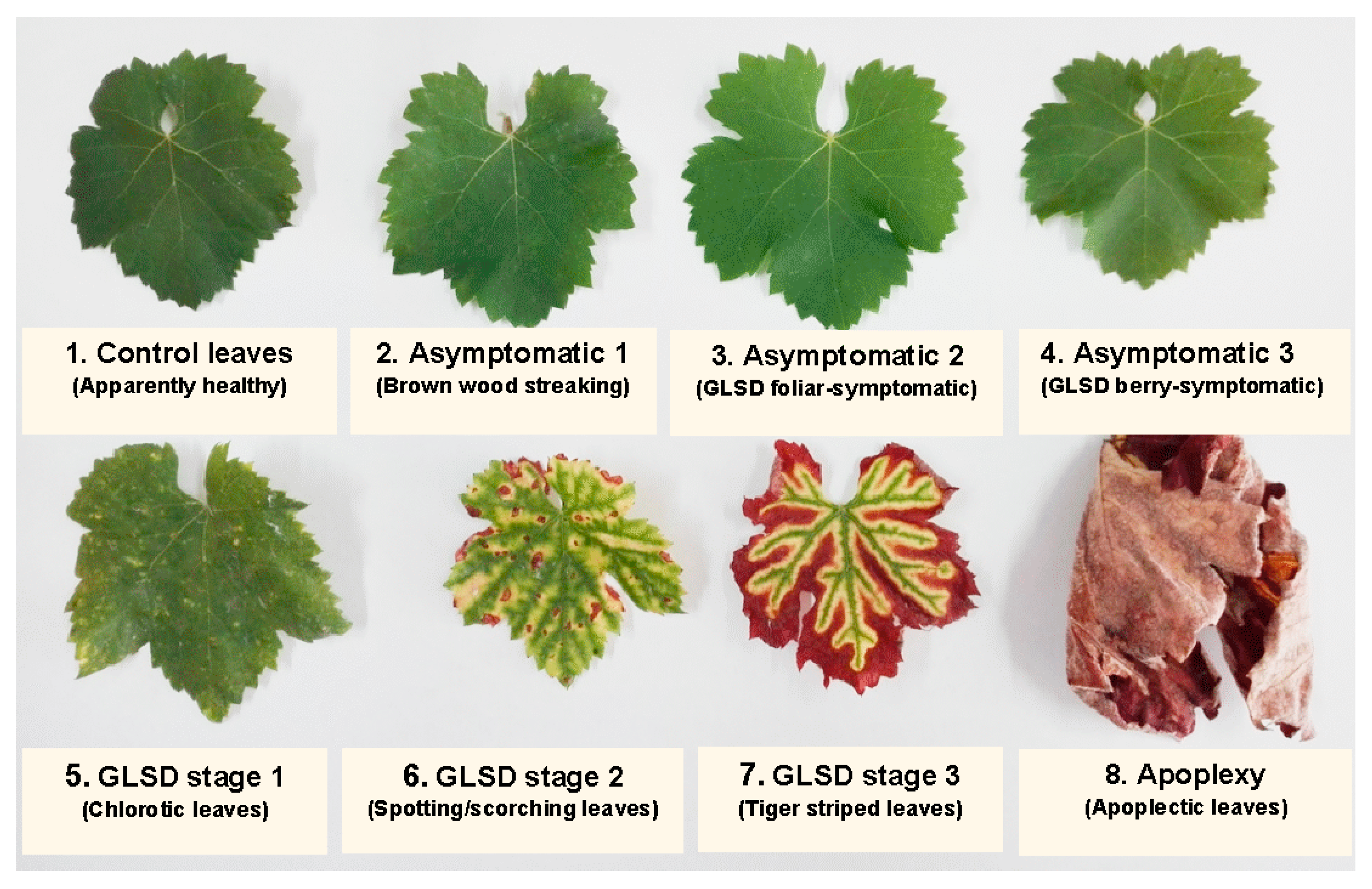 Plants 08 00412 g006 Plants 08 00412 g006