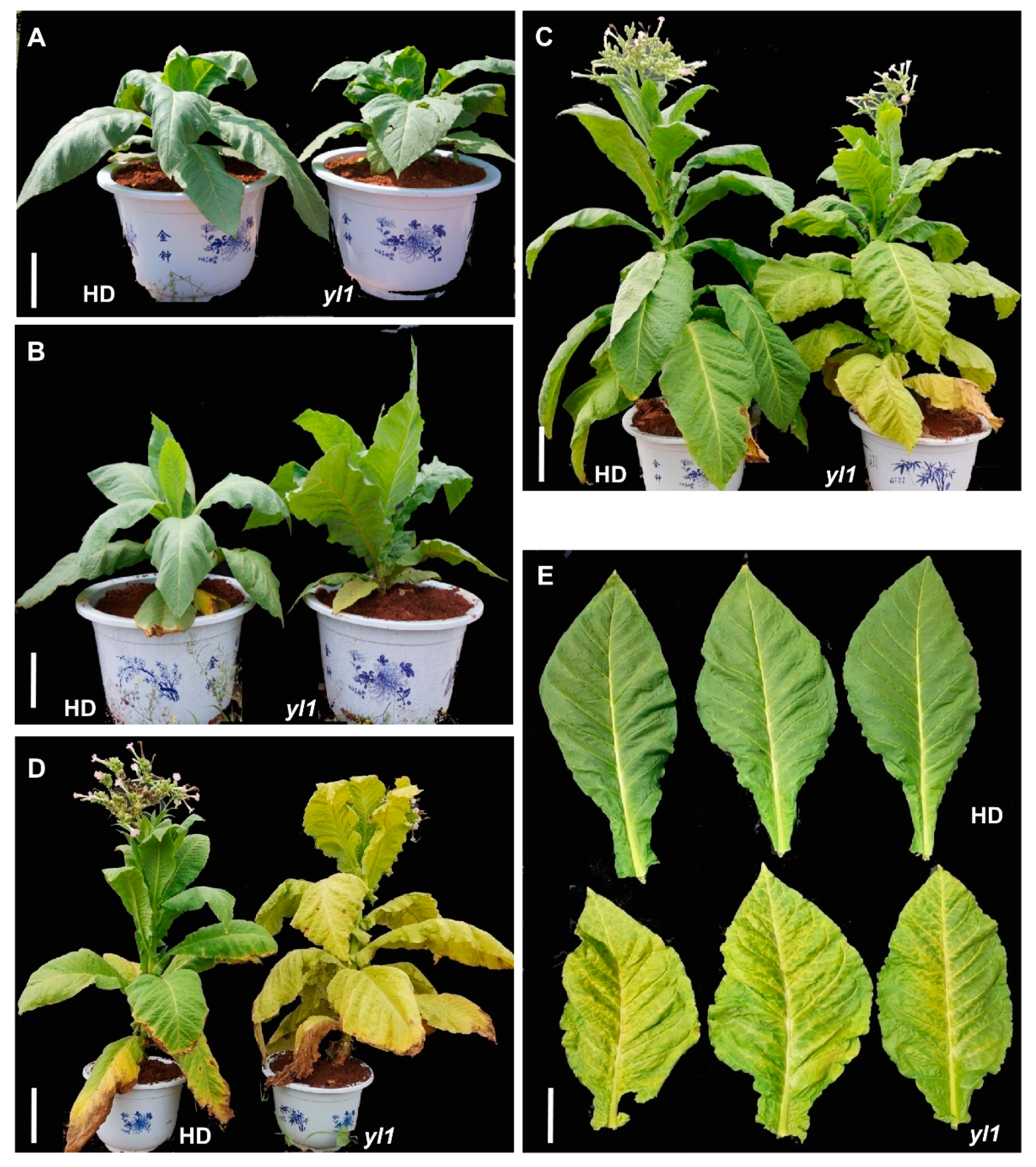 Plants 08 00415 g001 Plants 08 00415 g001