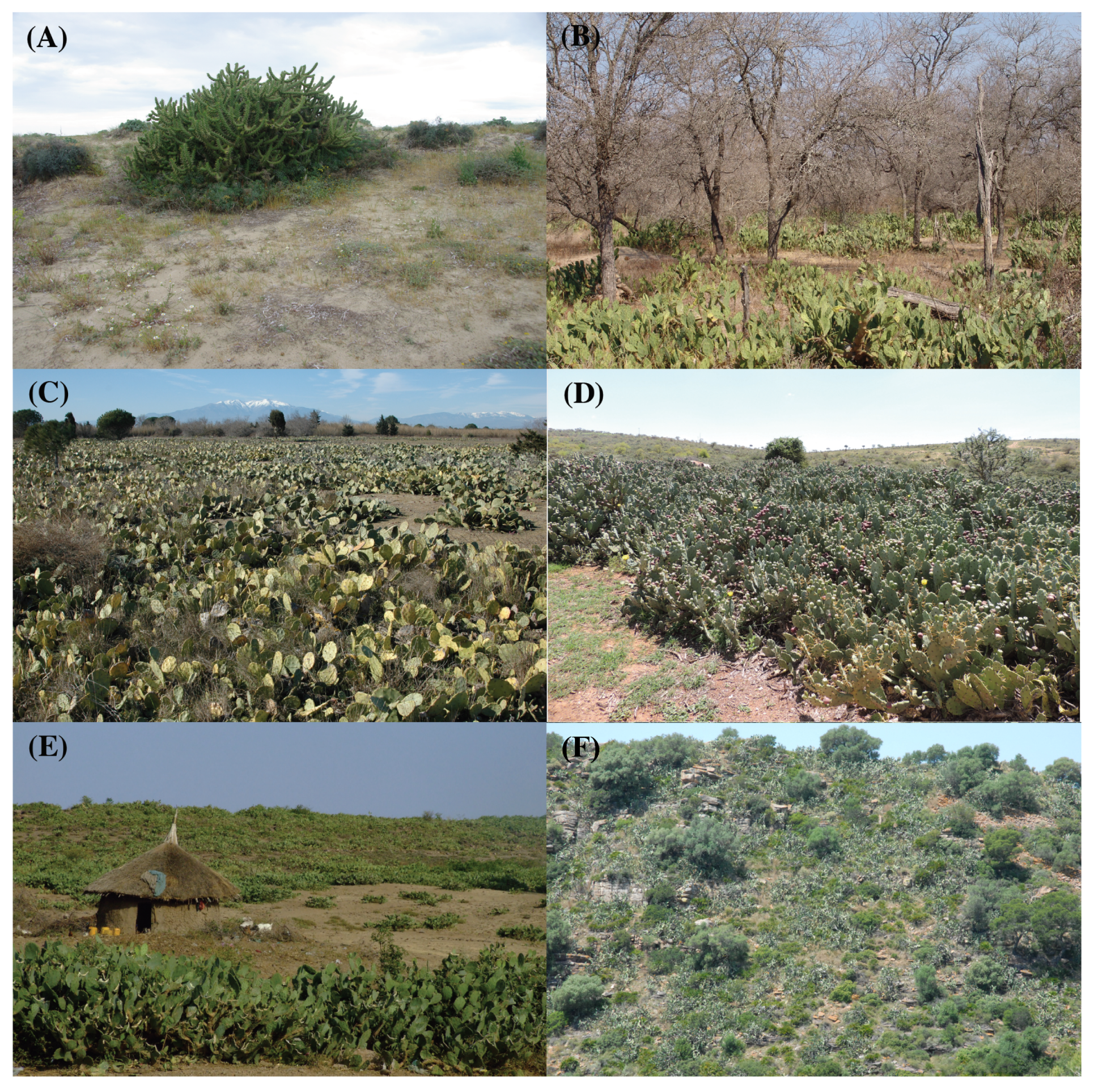 Plants 08 00421 g003 Plants 08 00421 g003