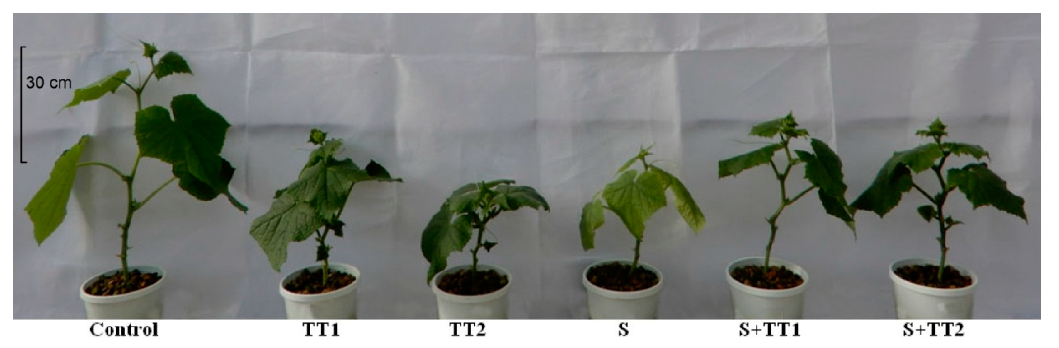 Plants 08 00428 g001 Plants 08 00428 g001