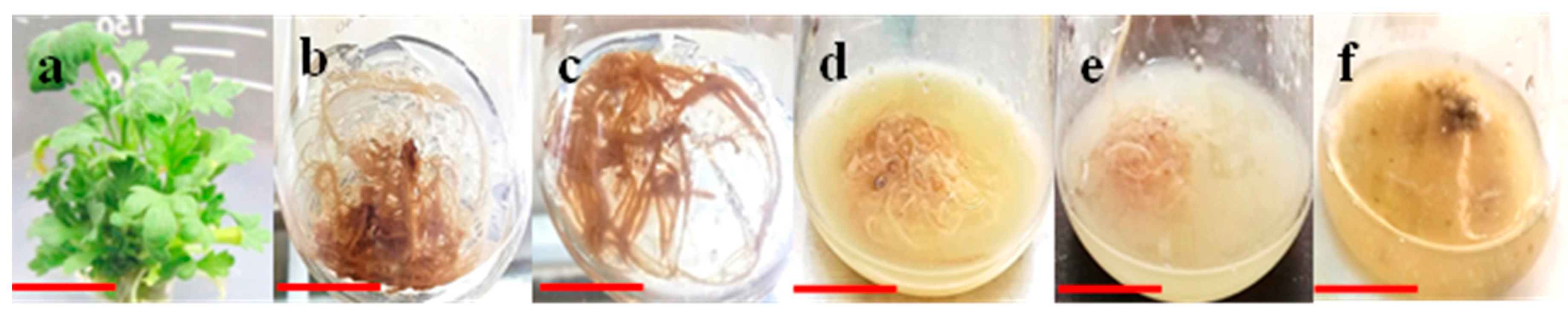 Plants 08 00430 g001