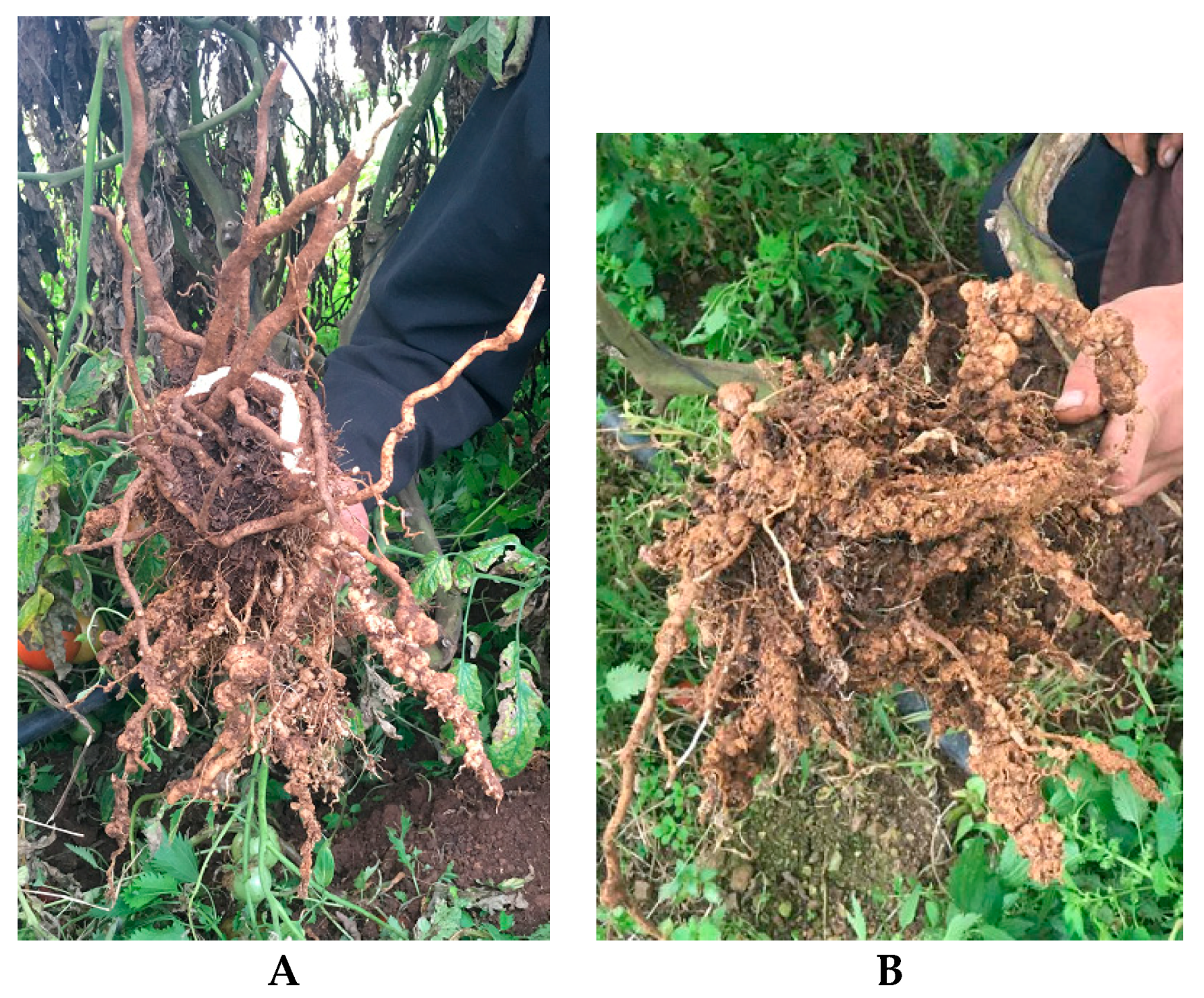 Plants 08 00445 g006