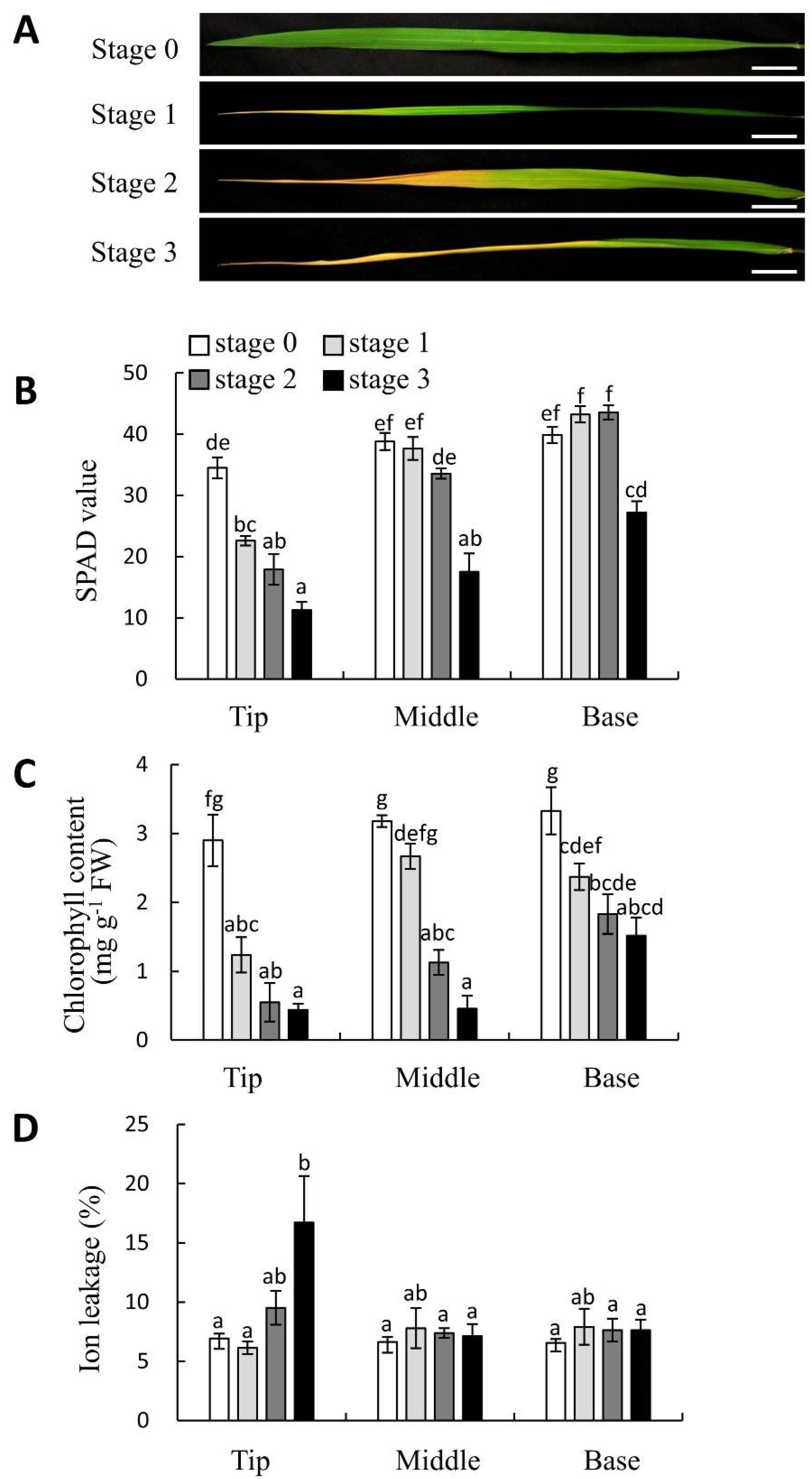 Plants 08 00450 g004