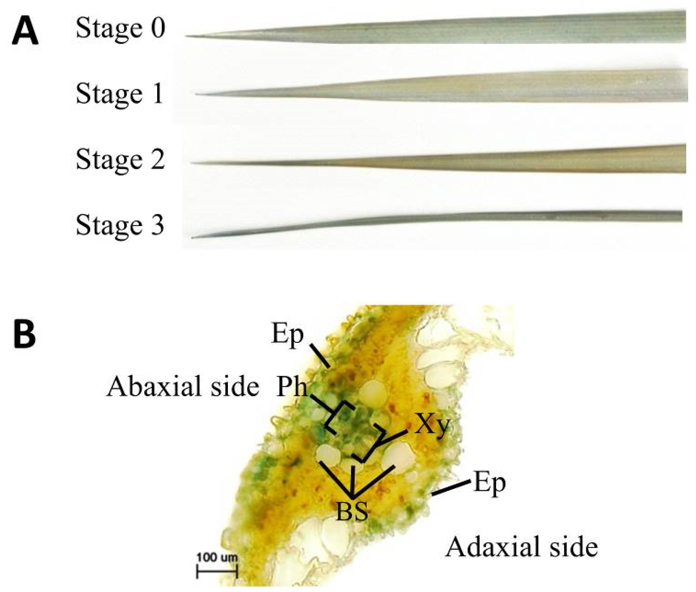 Plants 08 00450 g005
