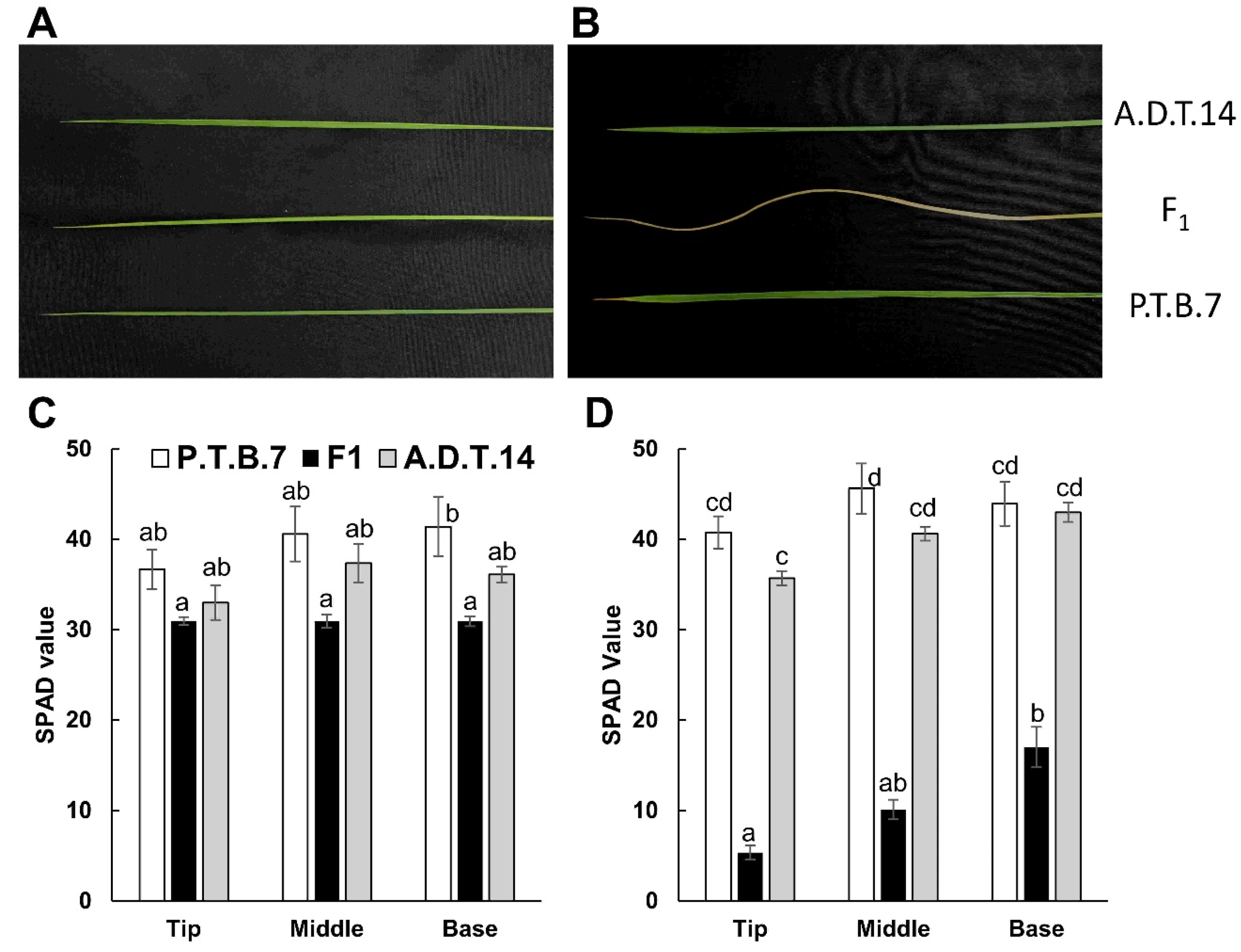 Plants 08 00450 g007