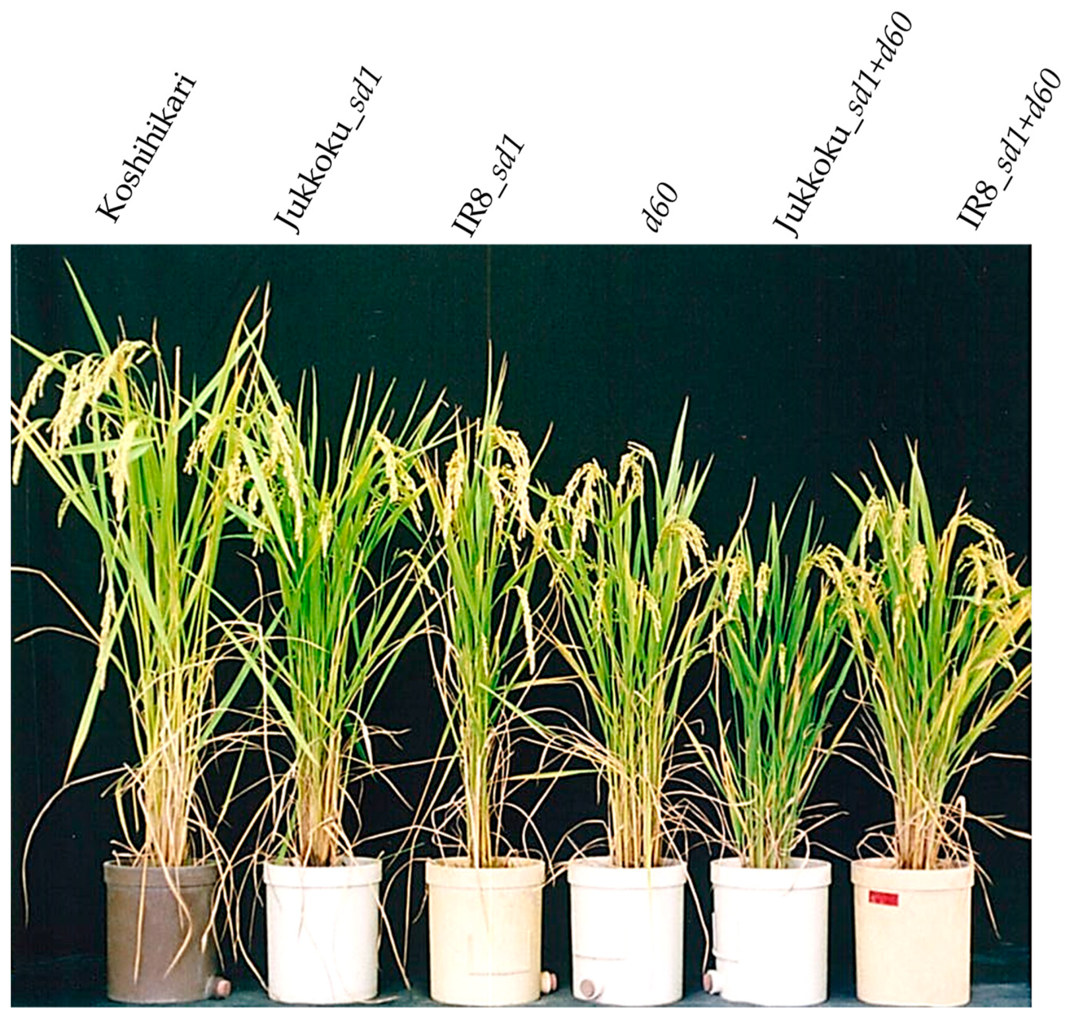 Plants 08 00464 g003