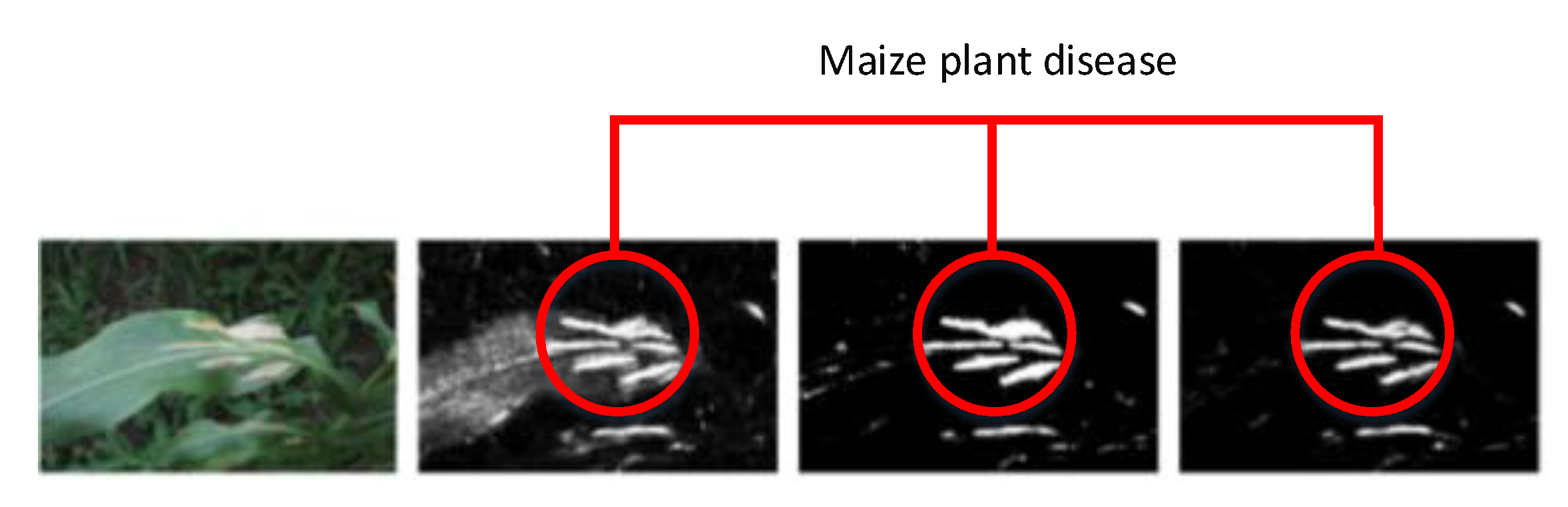 Plants 08 00468 g006