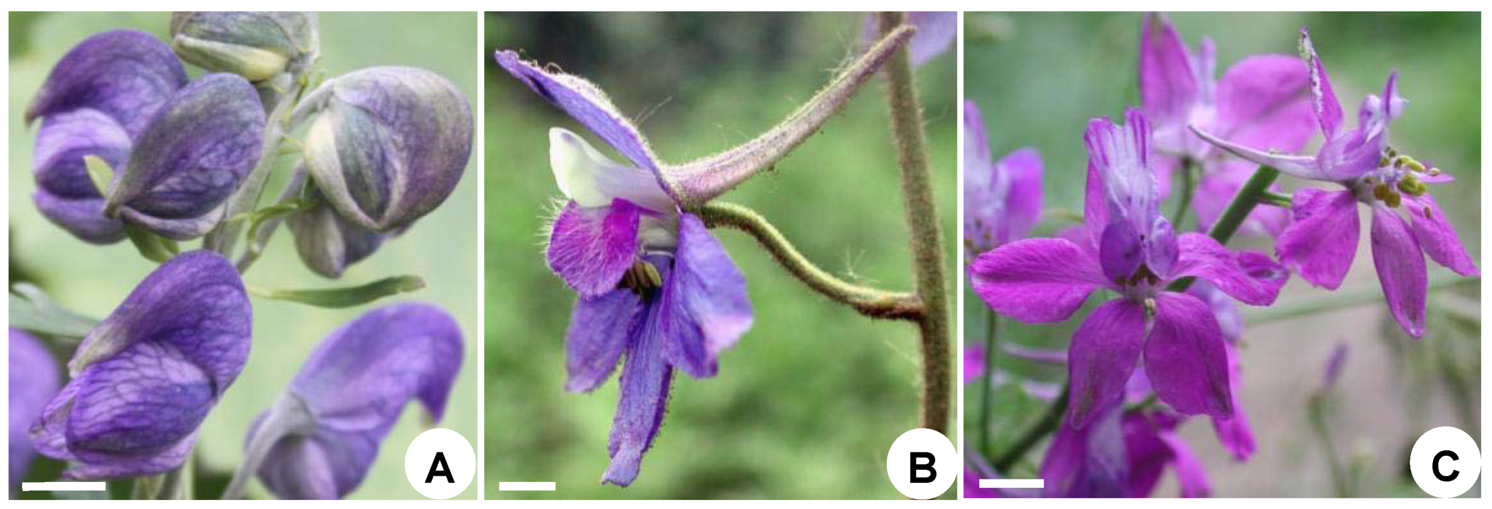 Plants 08 00493 g001 Plants 08 00493 g001