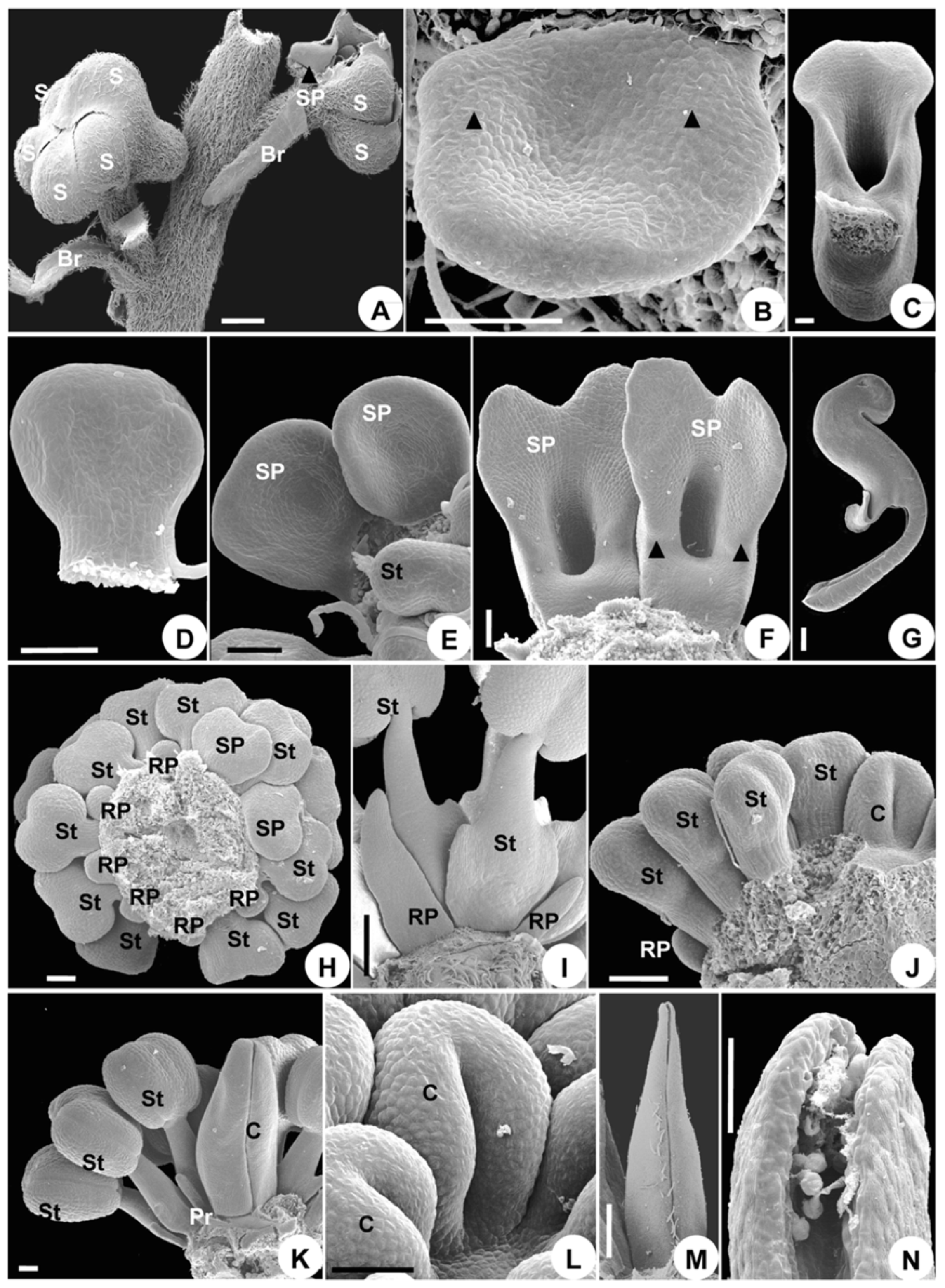 Plants 08 00493 g003 Plants 08 00493 g003