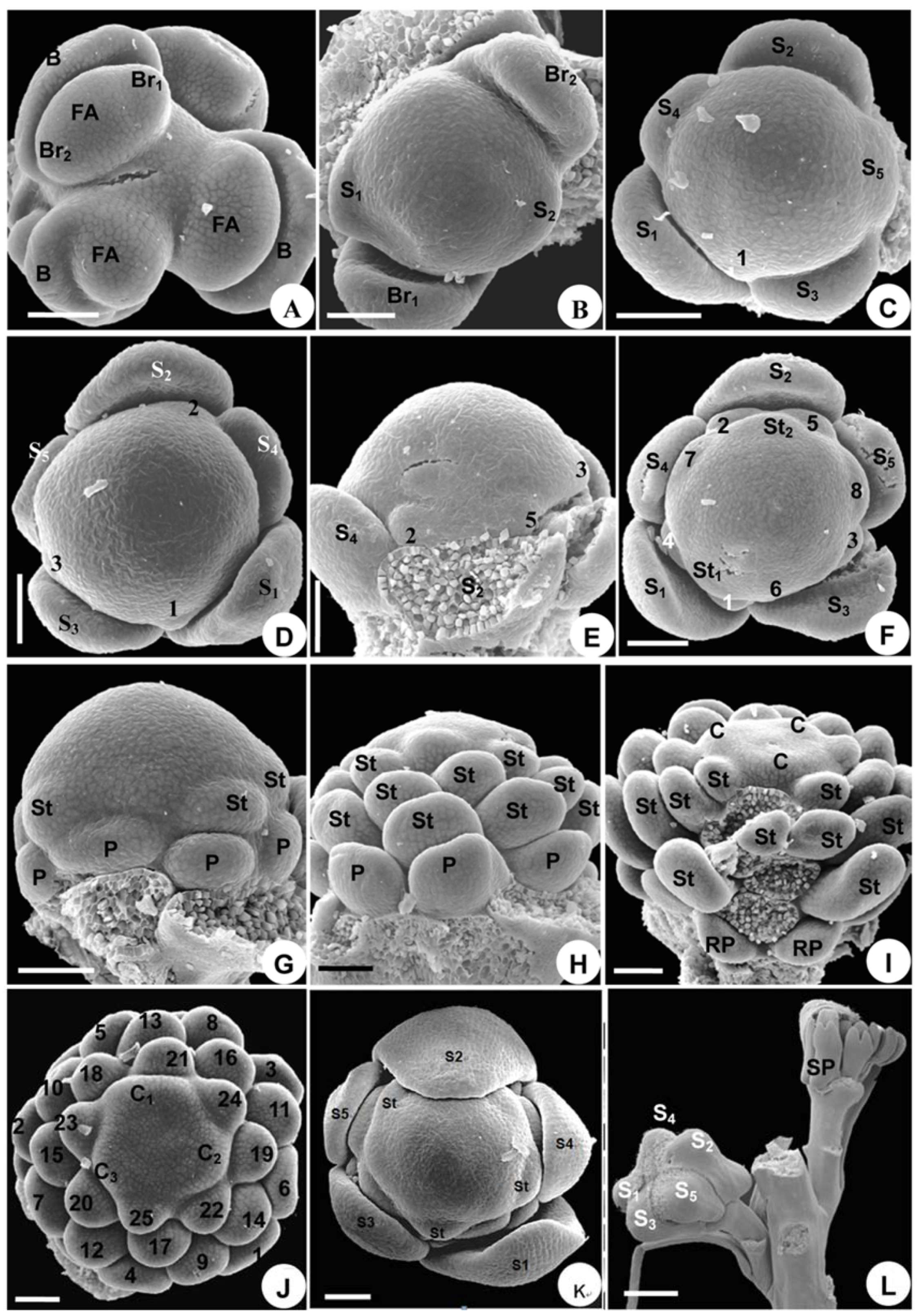 Plants 08 00493 g005 Plants 08 00493 g005