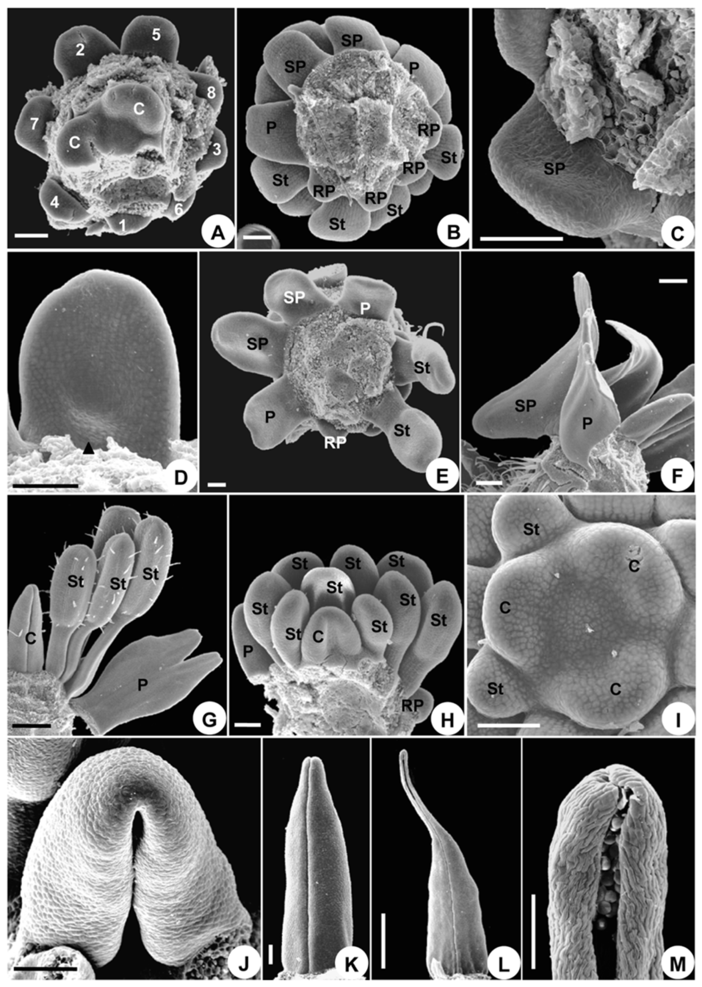 Plants 08 00493 g006 Plants 08 00493 g006