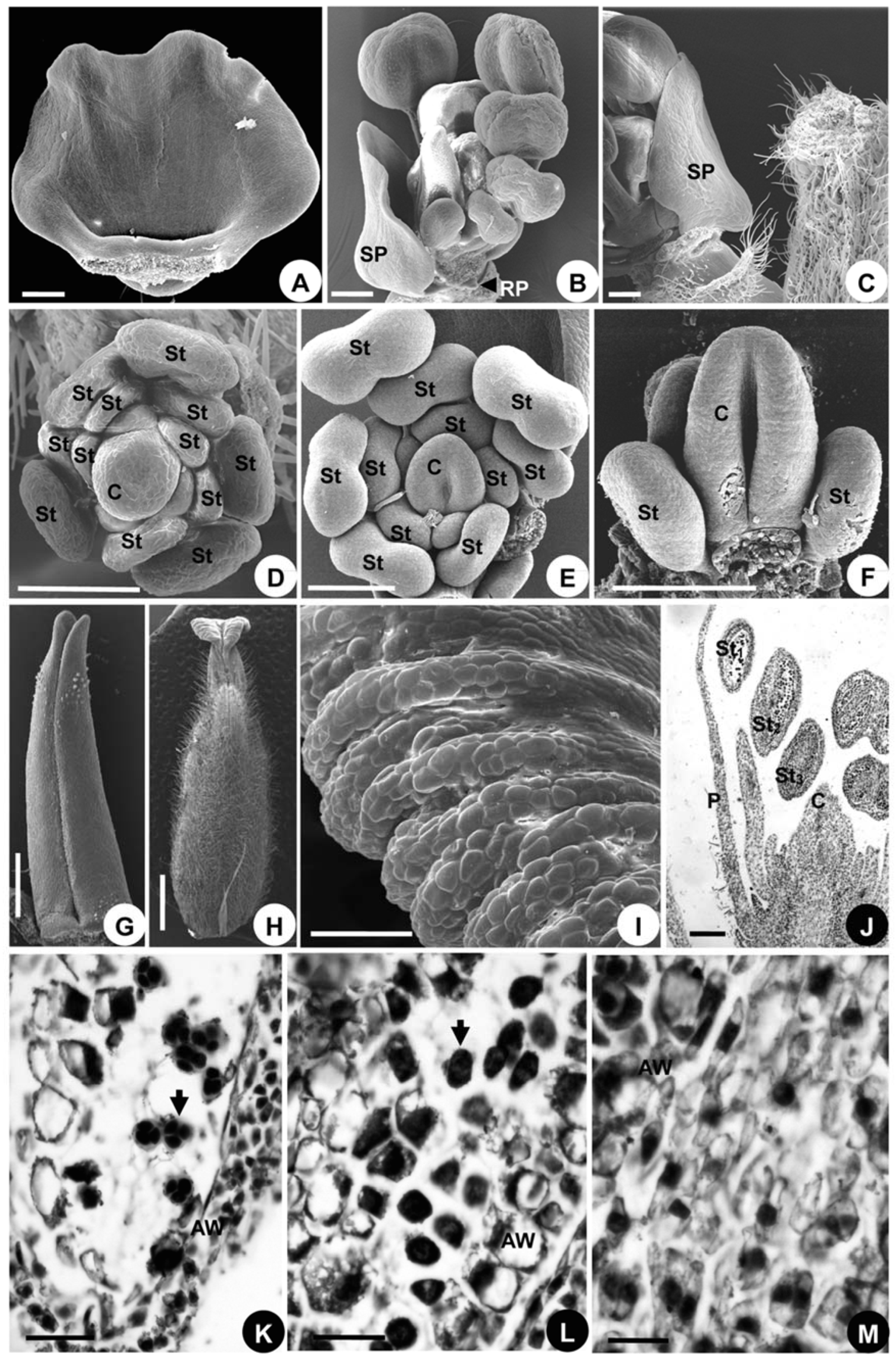 Plants 08 00493 g009 Plants 08 00493 g009