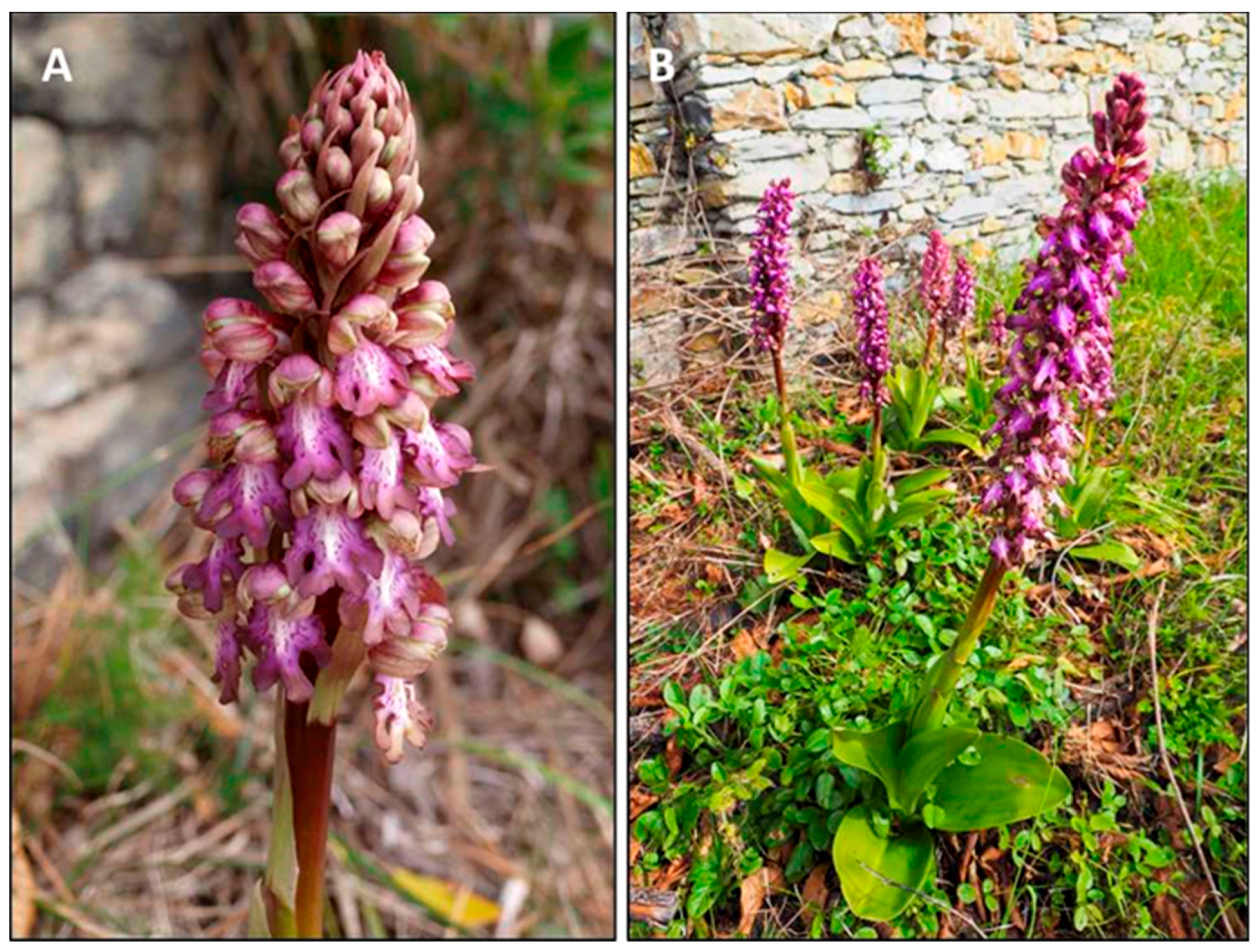 Plants 08 00502 g001 Plants 08 00502 g001