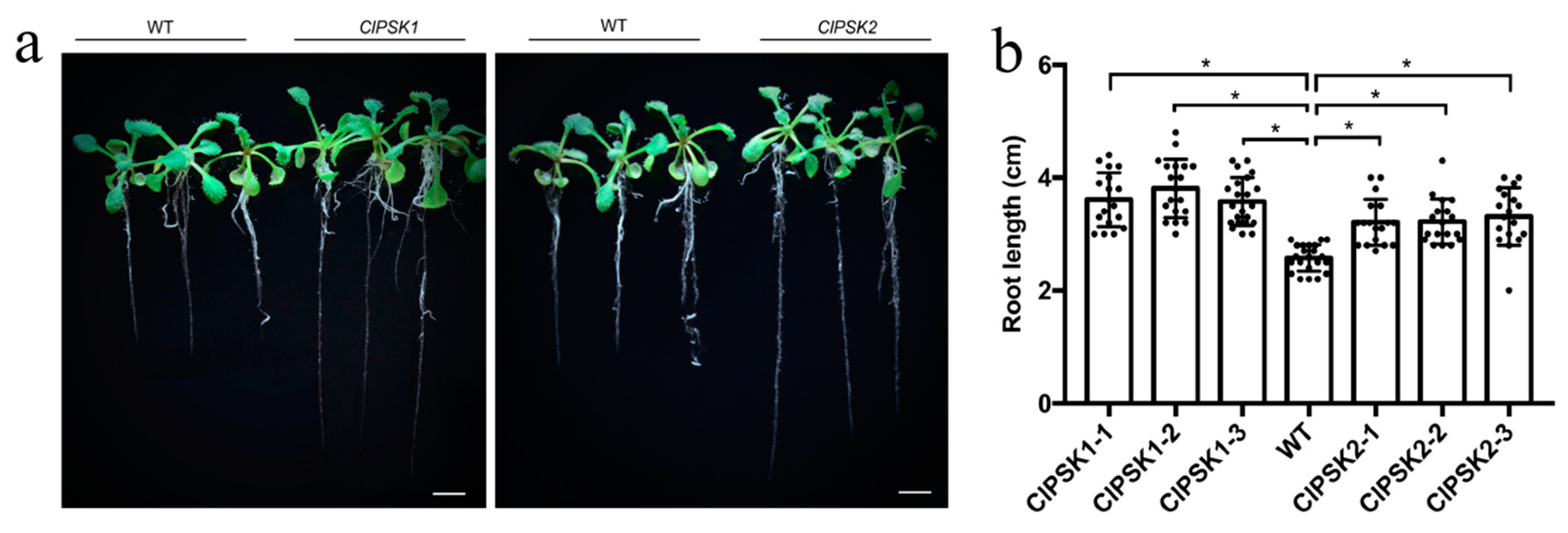 Plants 08 00520 g002