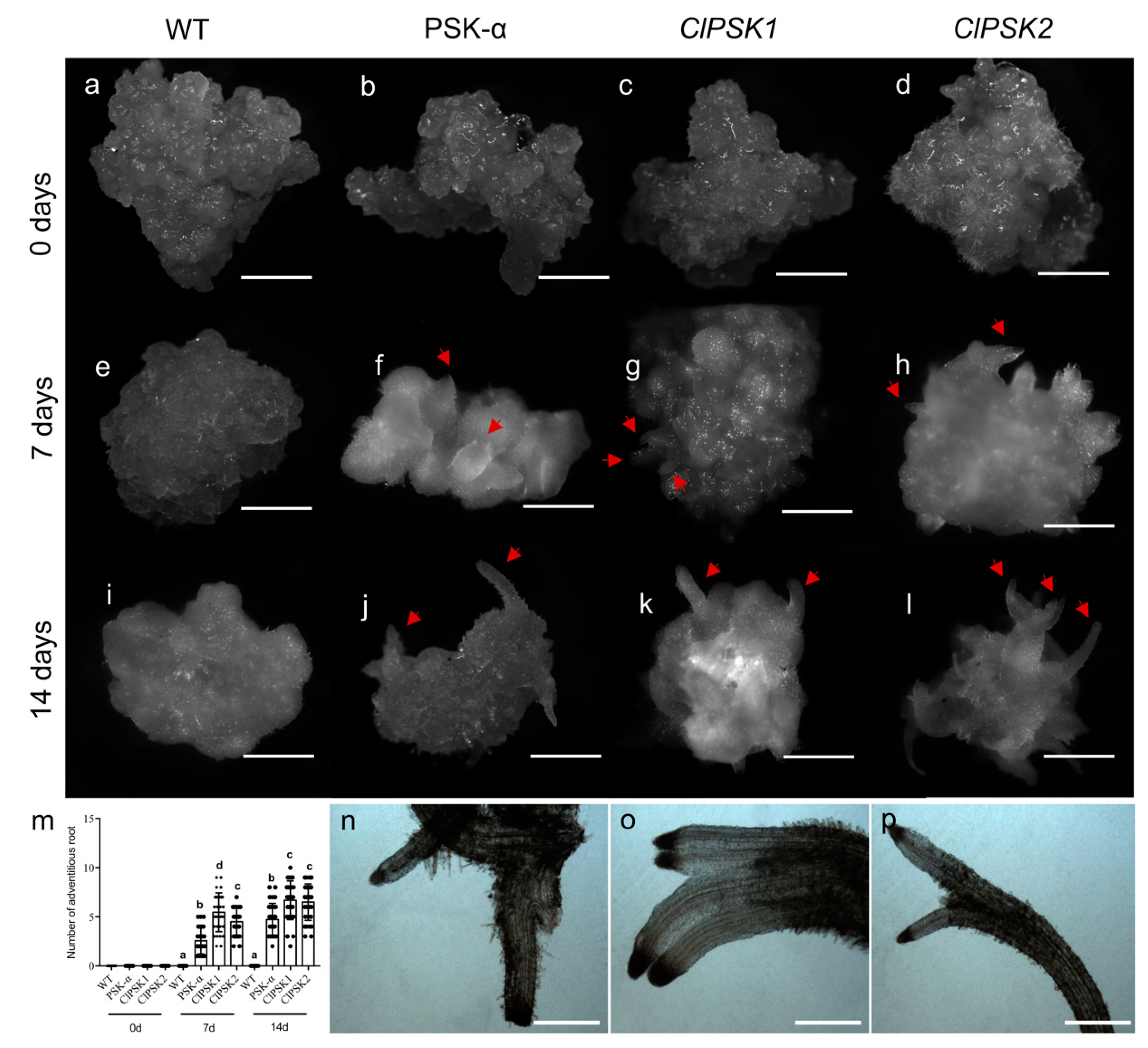 Plants 08 00520 g003