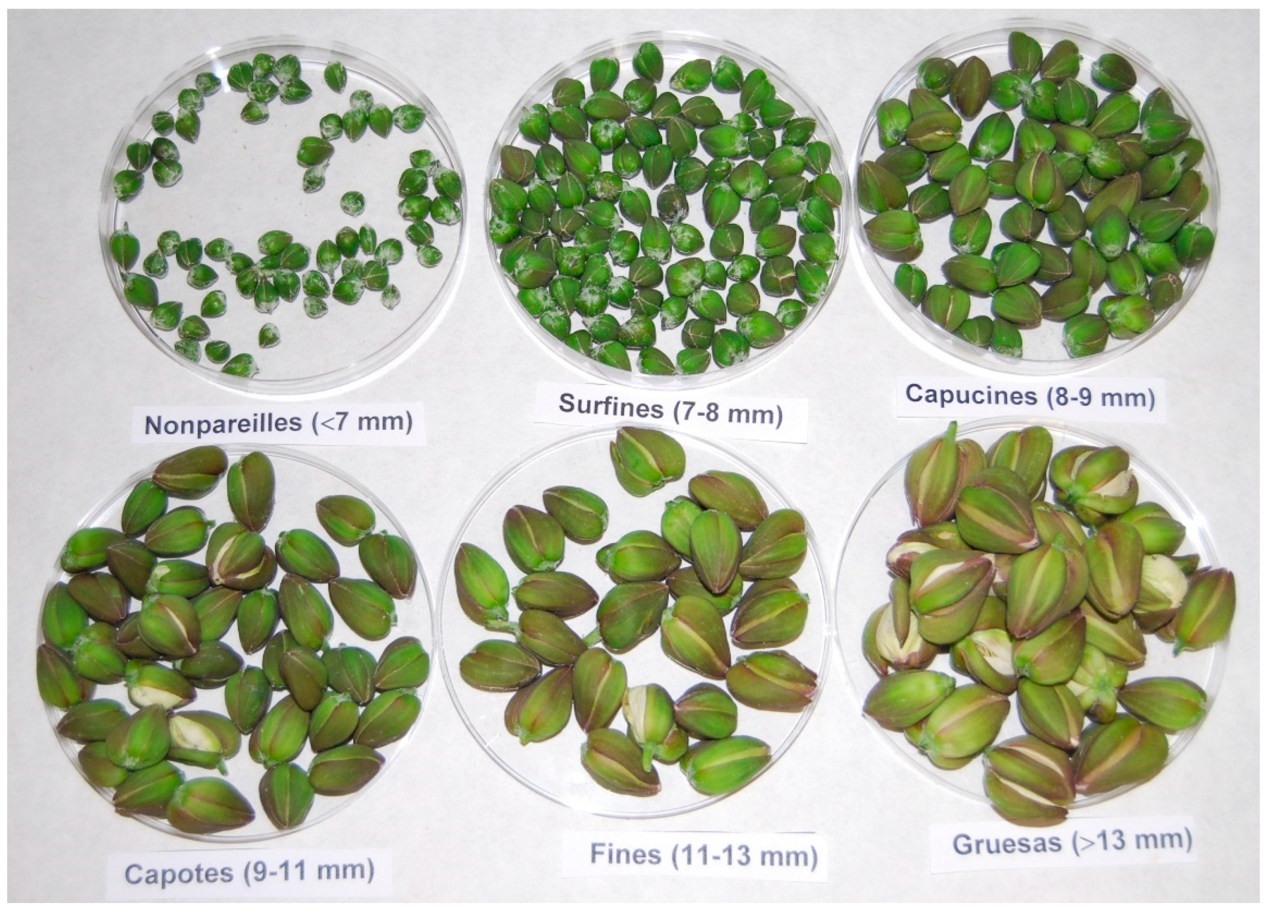 Plants 08 00539 g002