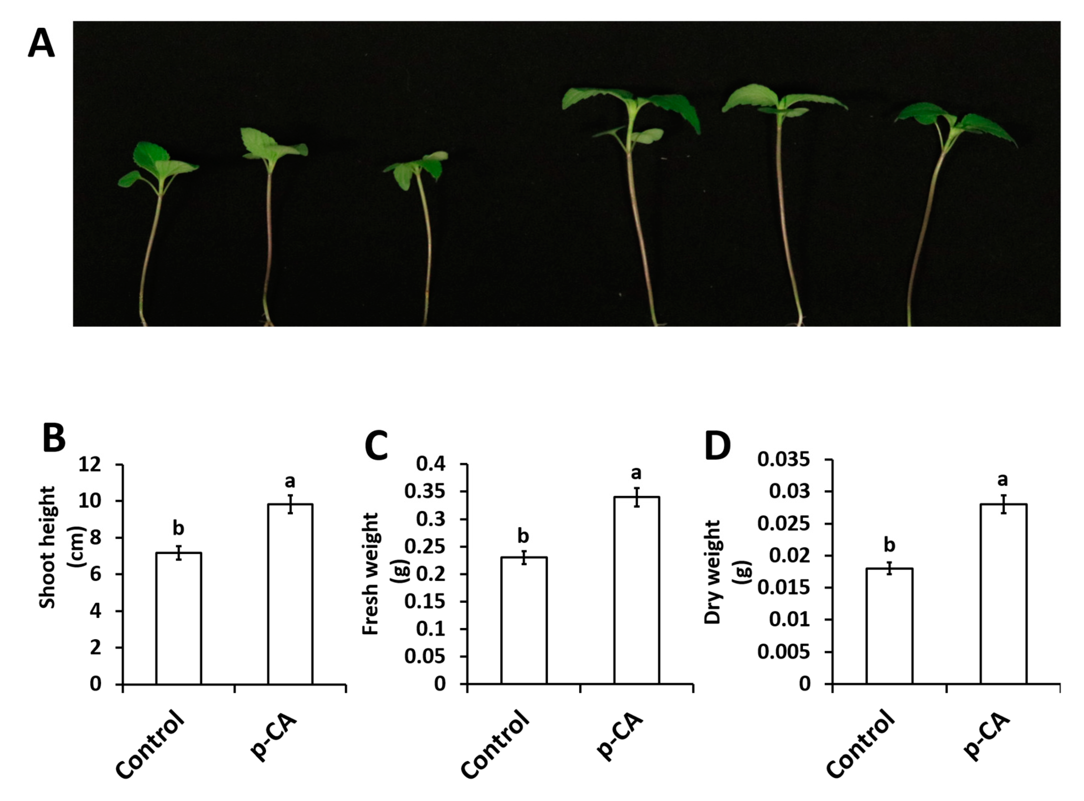 Plants 08 00546 g001