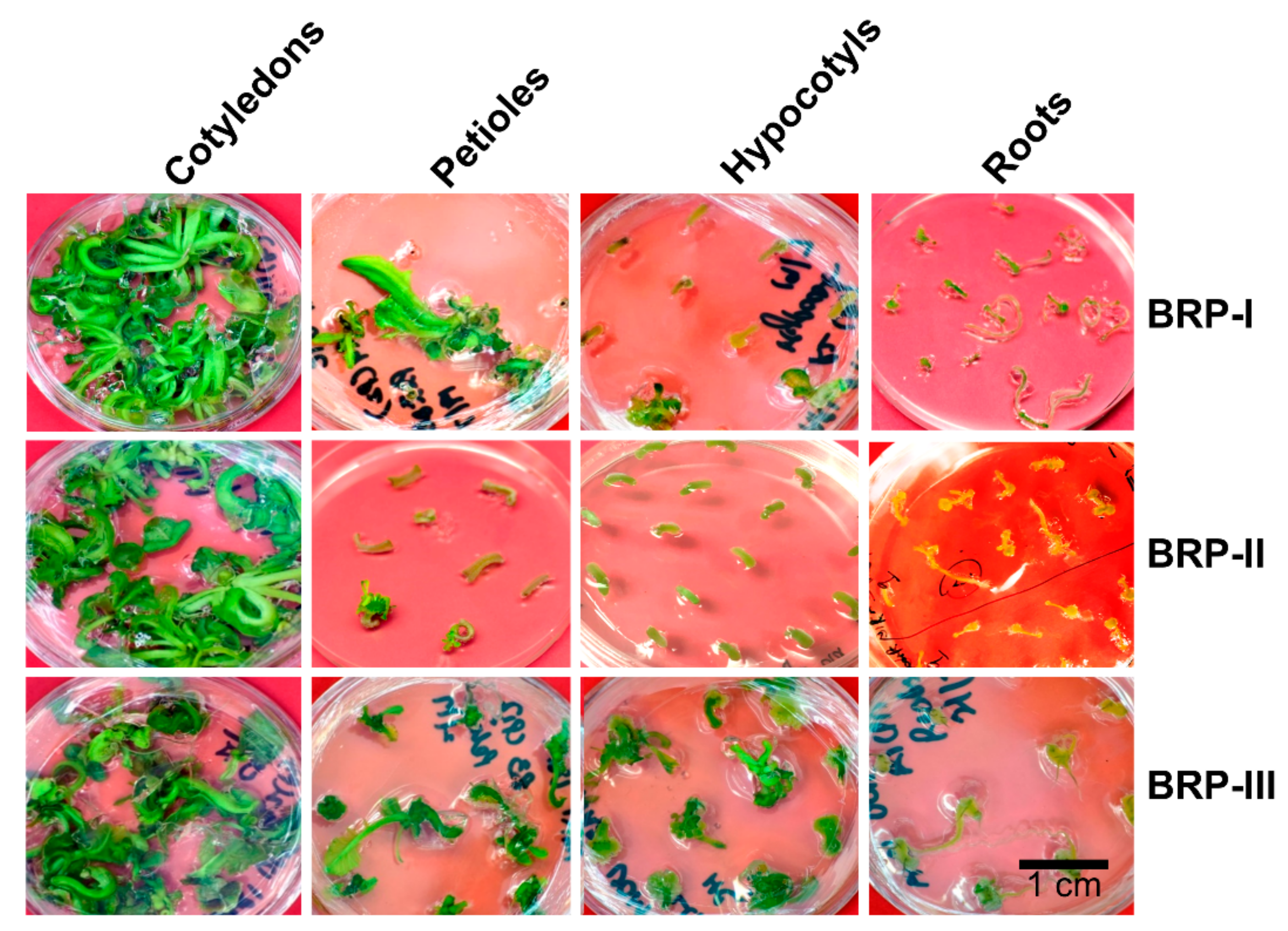 Plants 08 00558 g003