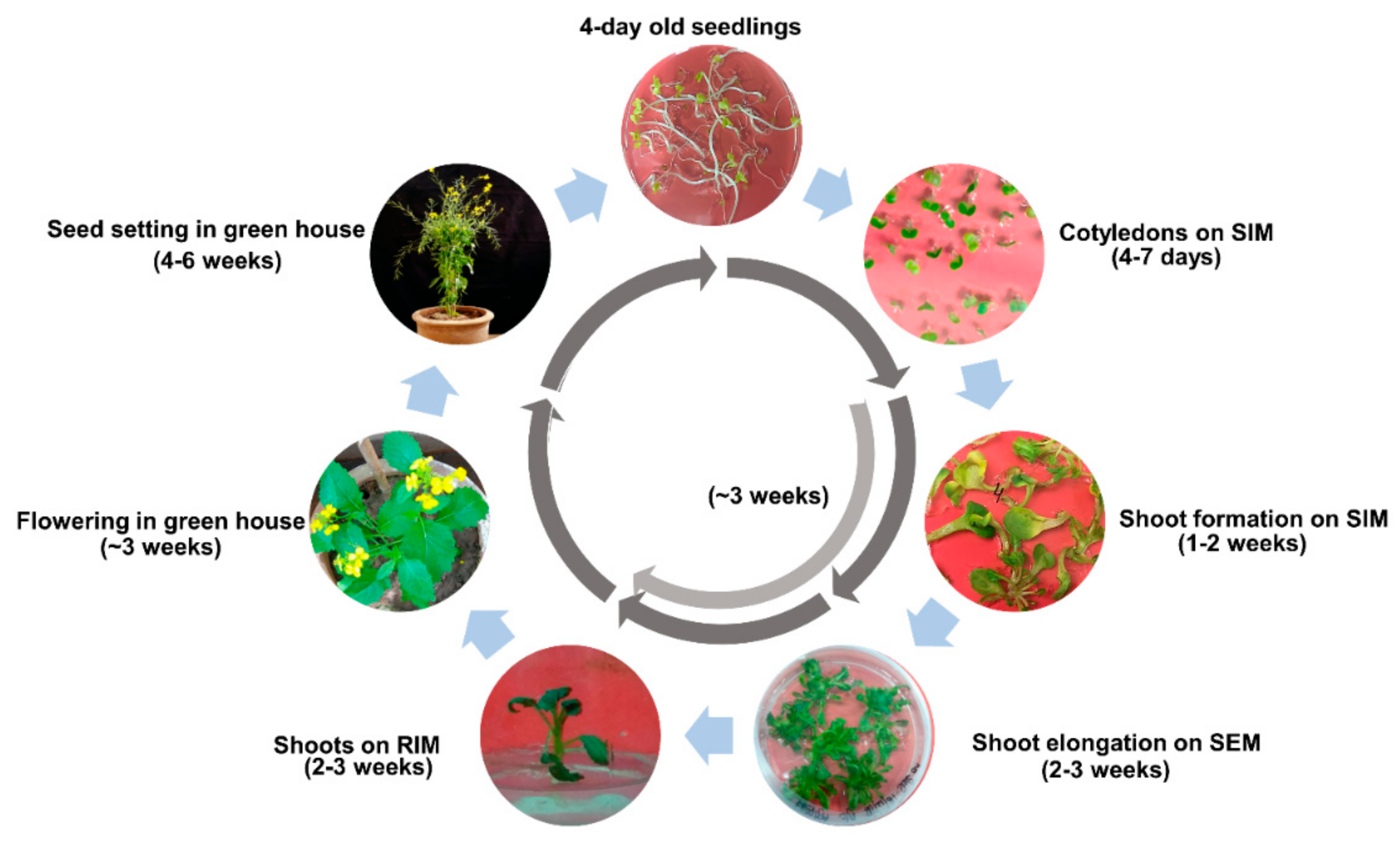 Plants 08 00558 g005