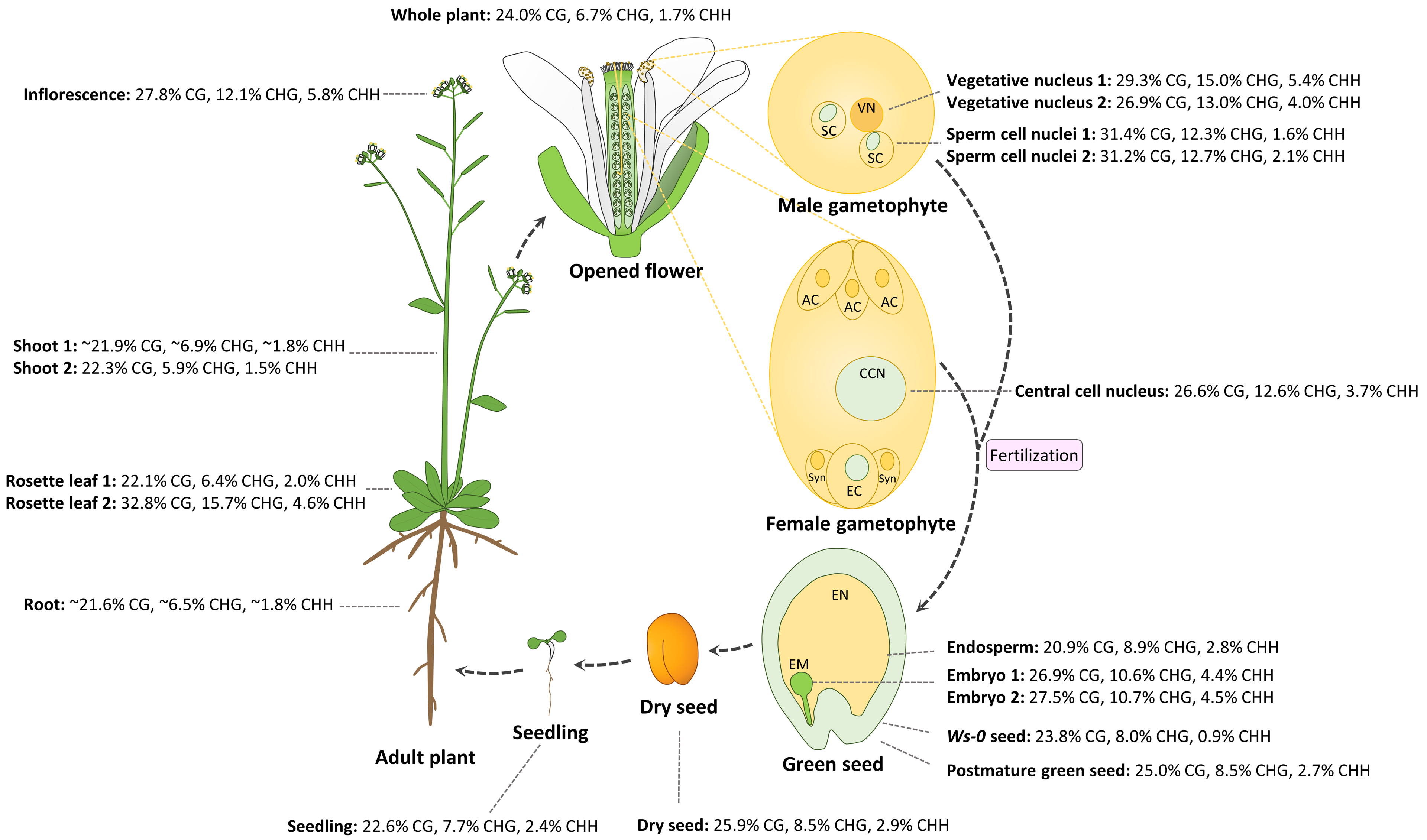 Plants 08 00564 g001