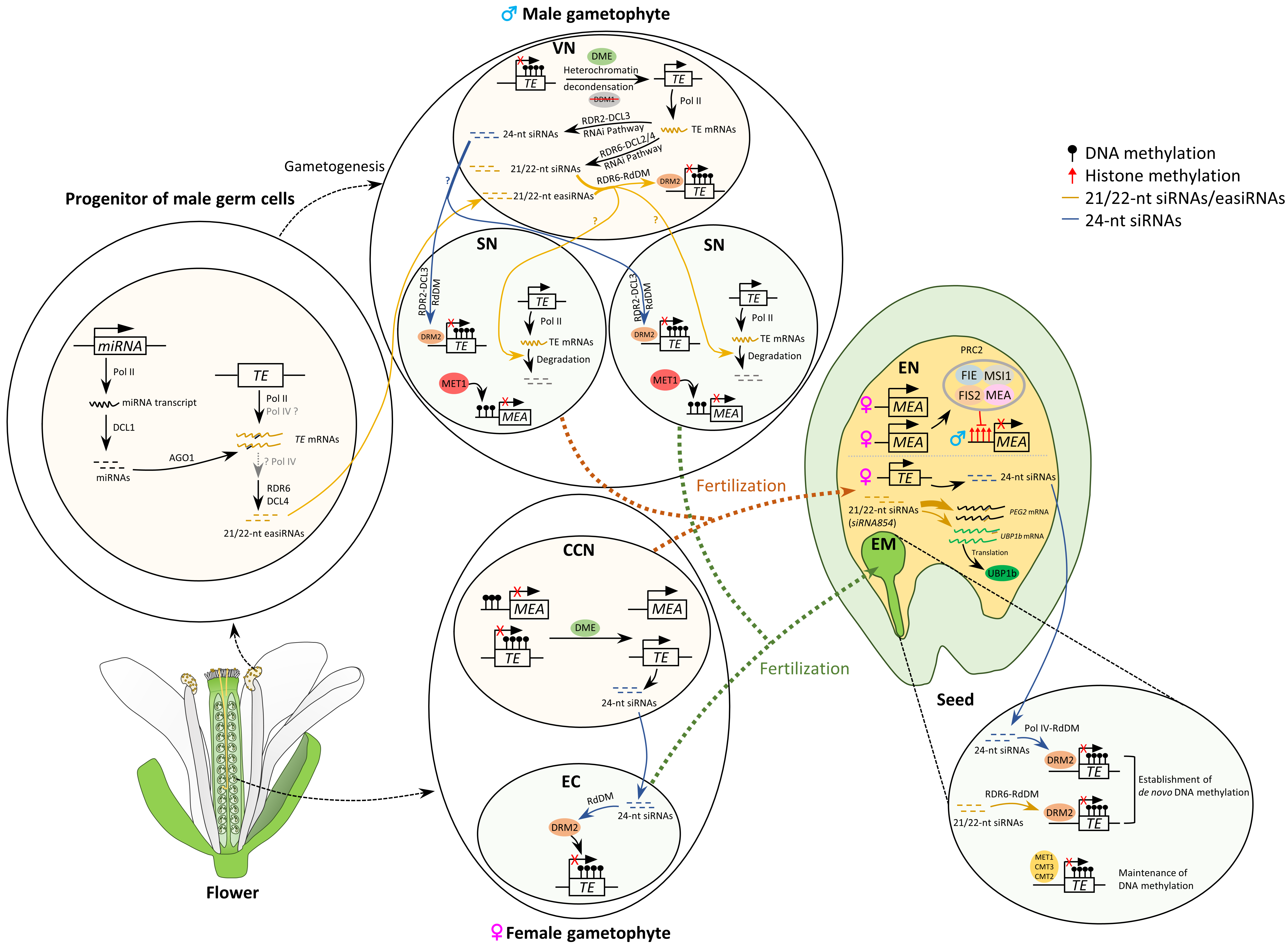 Plants 08 00564 g002